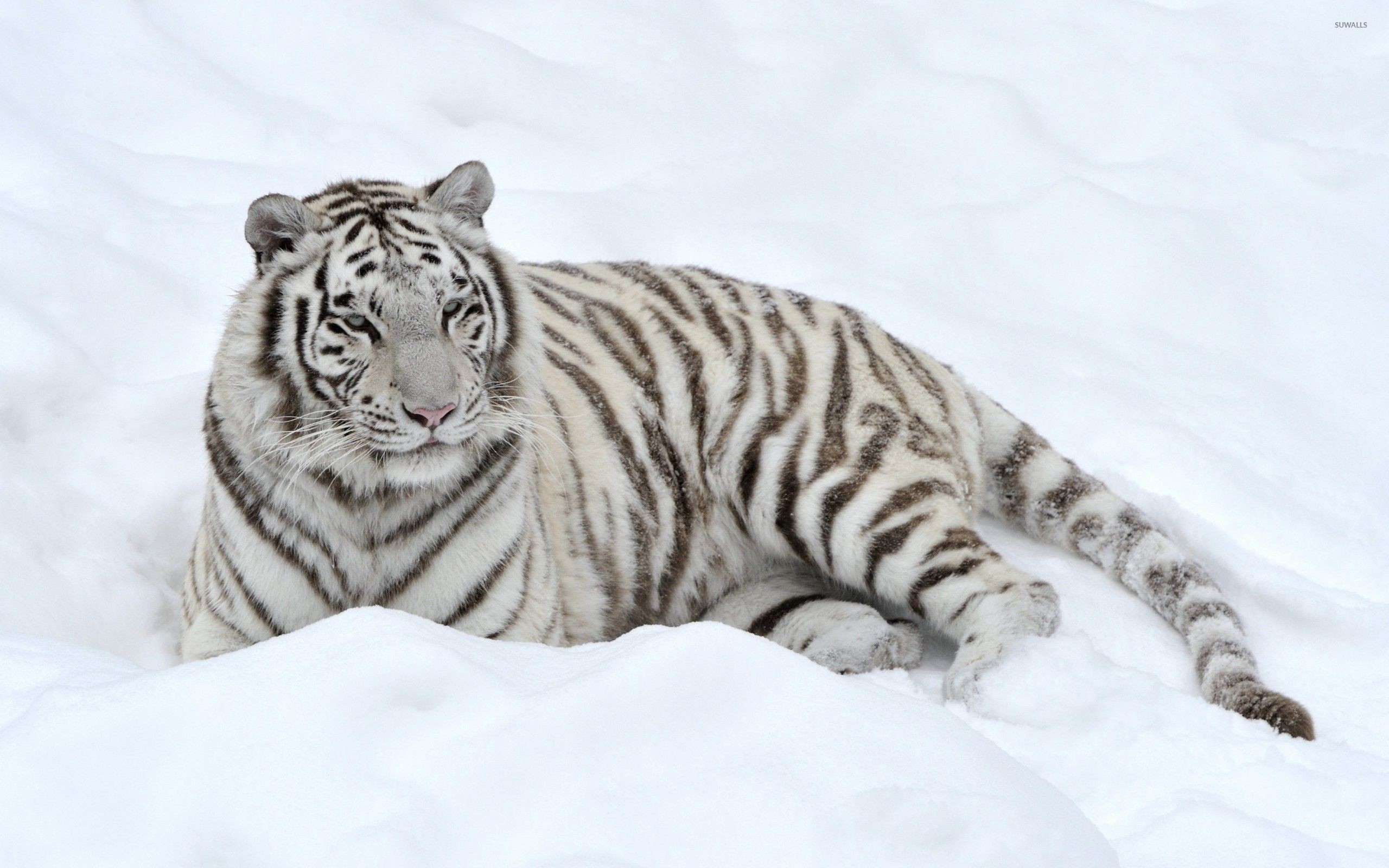 Snow Tiger Wallpapers