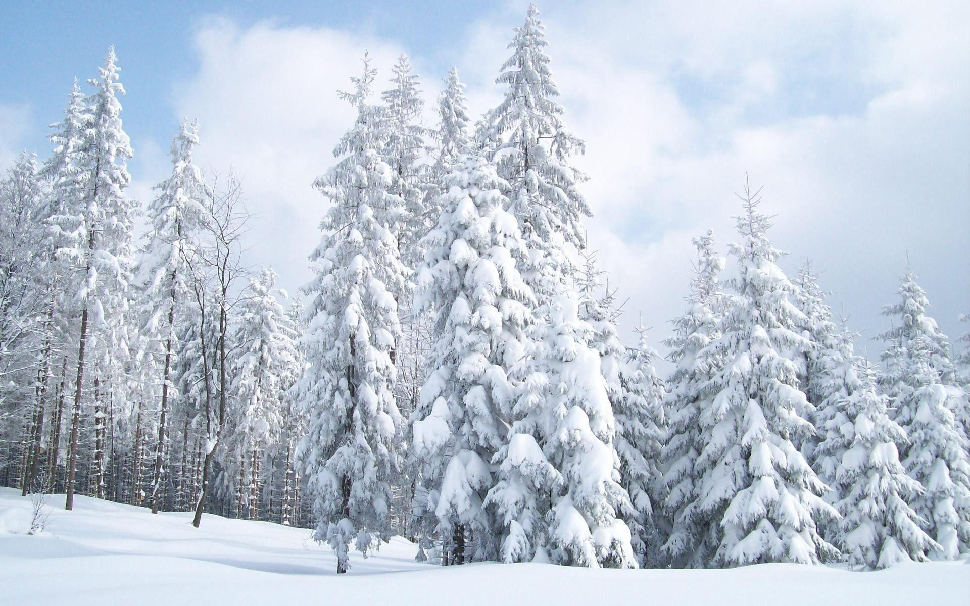 Snow Tree Background