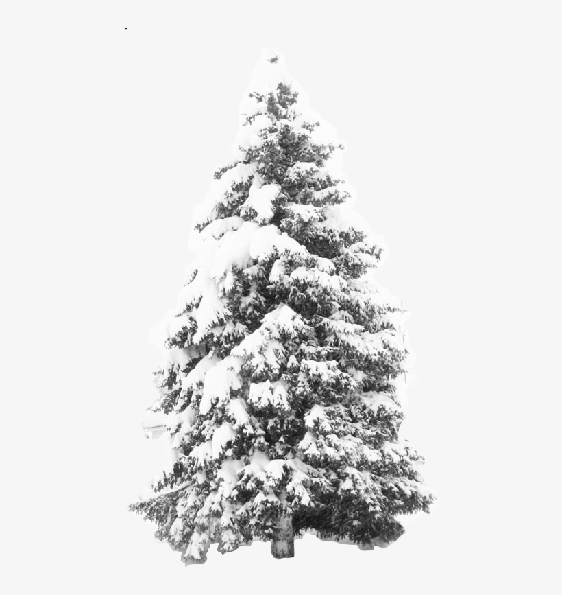 Snow Tree Background