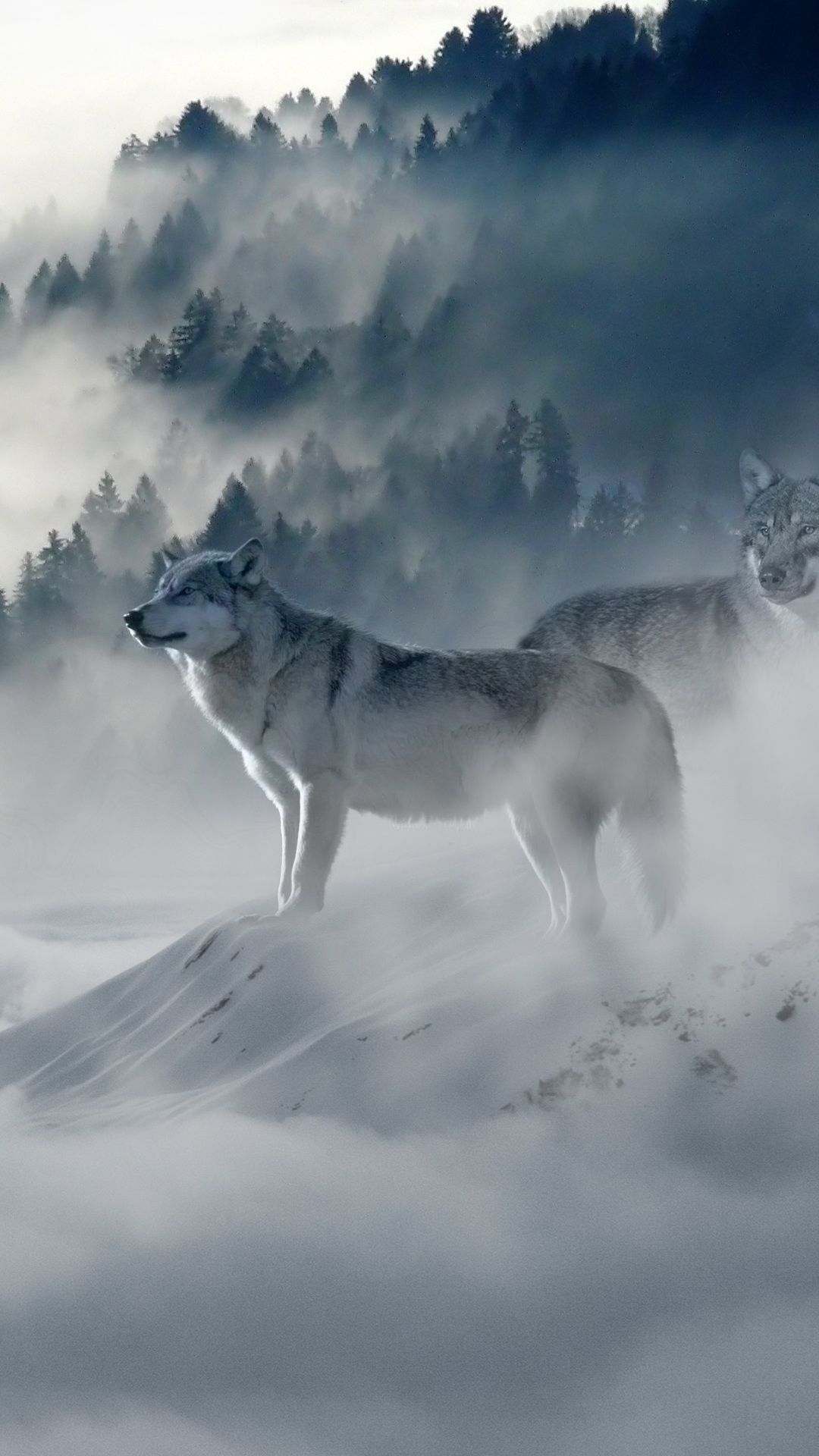 Snow Wolf Wallpapers