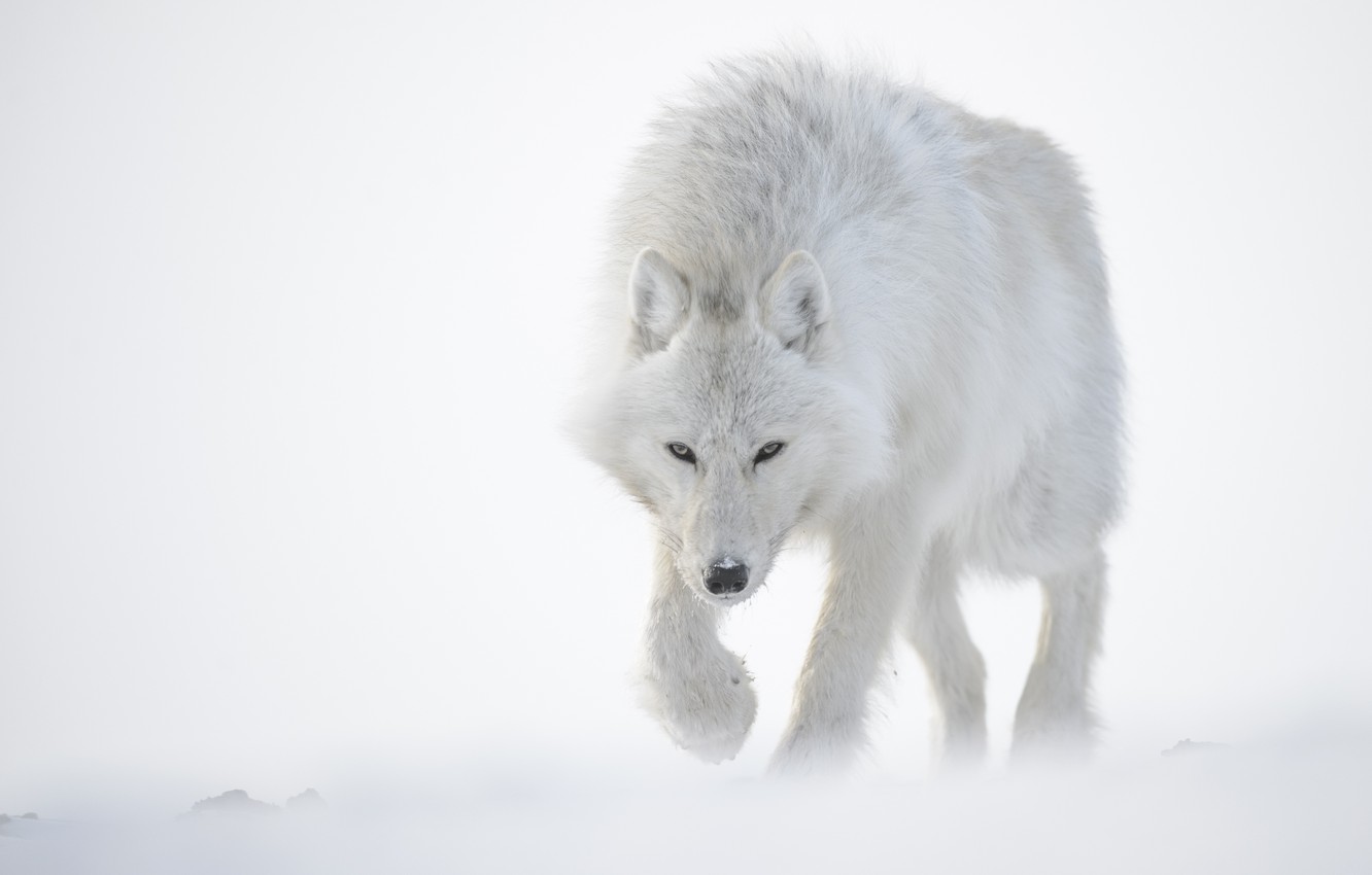 Snow Wolf Wallpapers