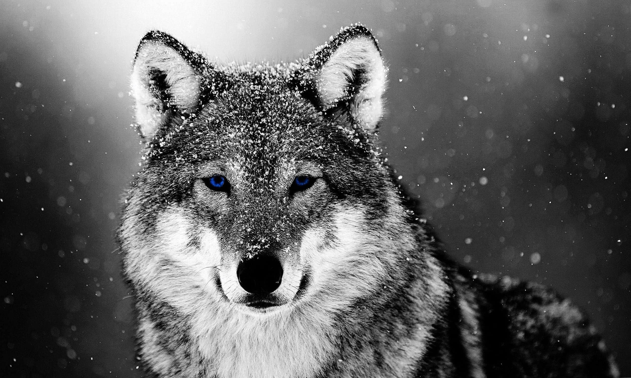 Snow Wolf Wallpapers