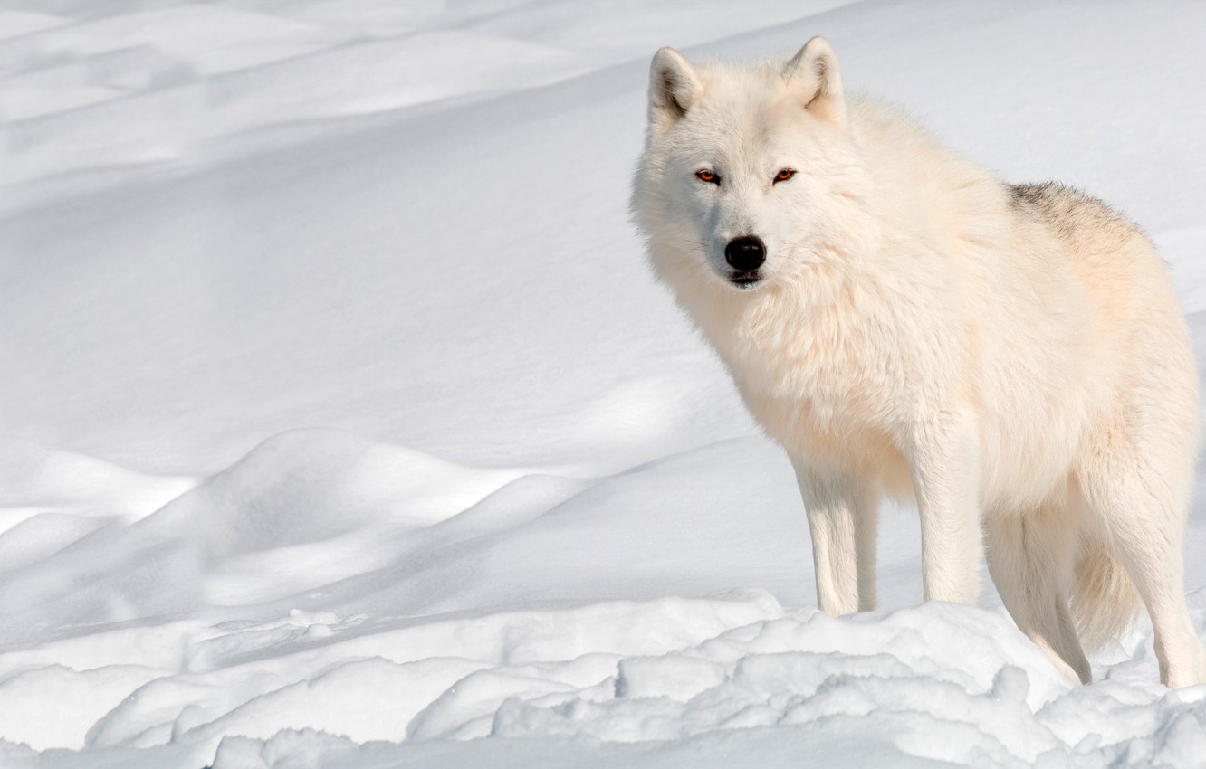 Snow Wolf Wallpapers