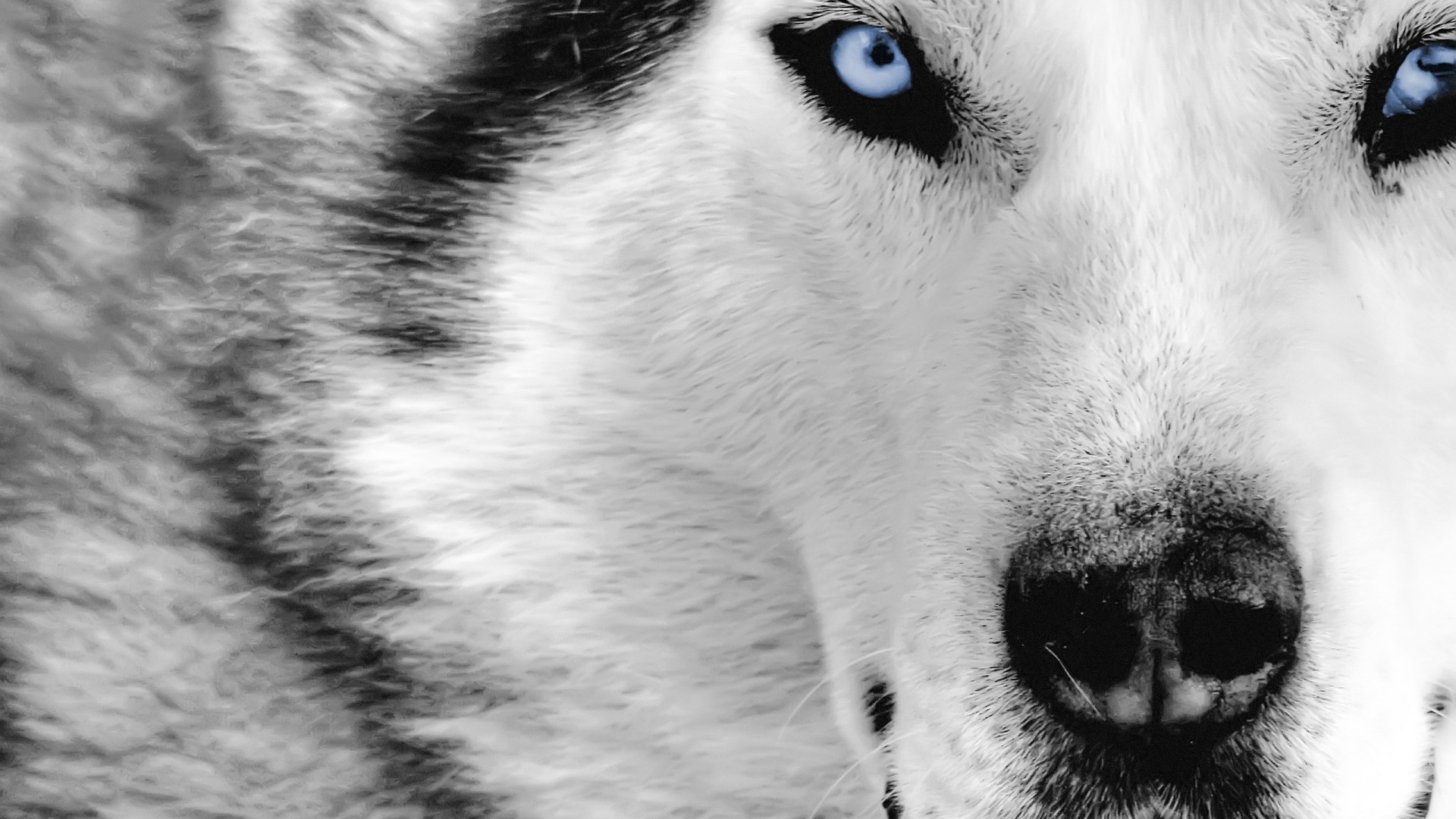 Snow Wolf Wallpapers