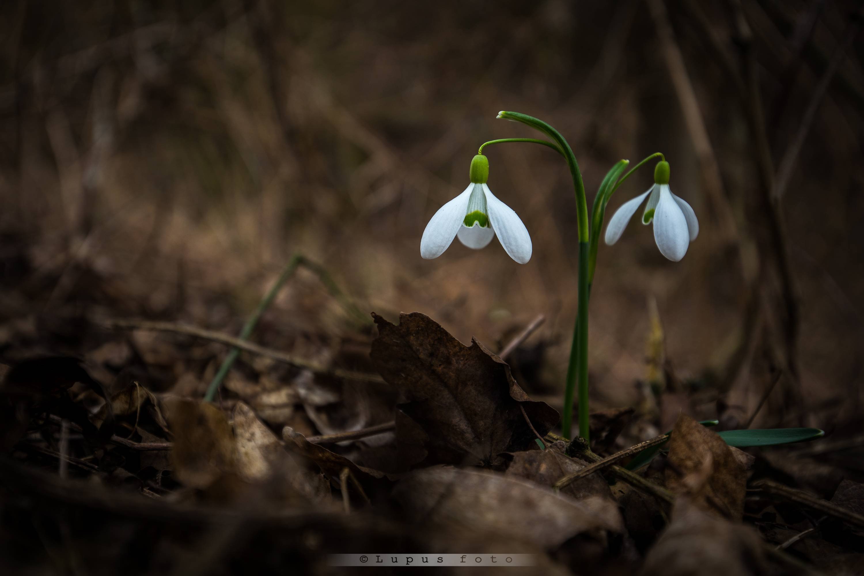 Snowdrop Wallpapers