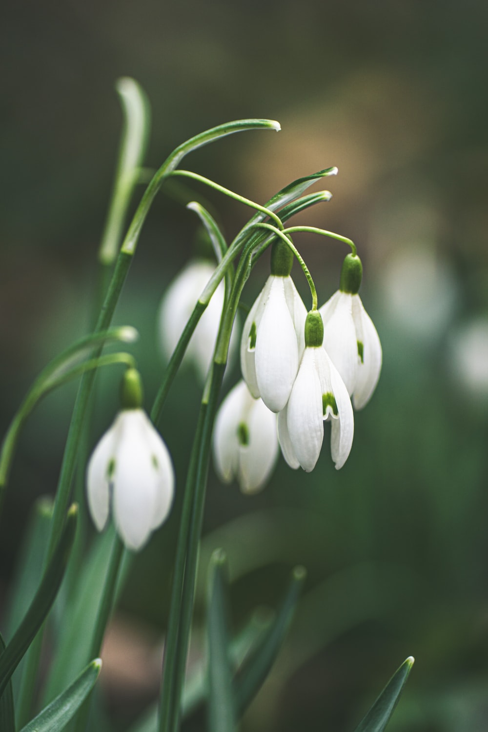 Snowdrop Wallpapers