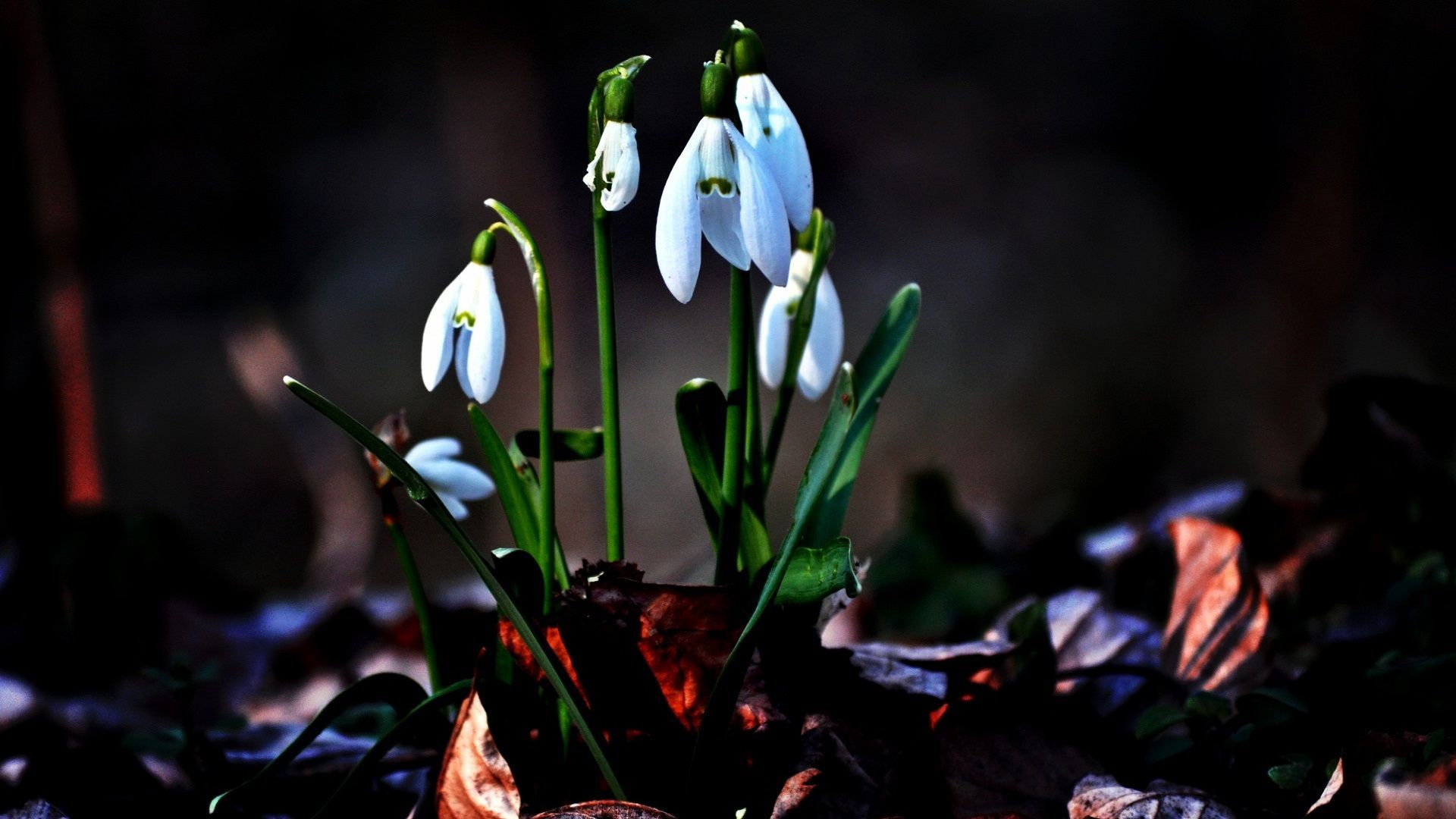 Snowdrop Wallpapers