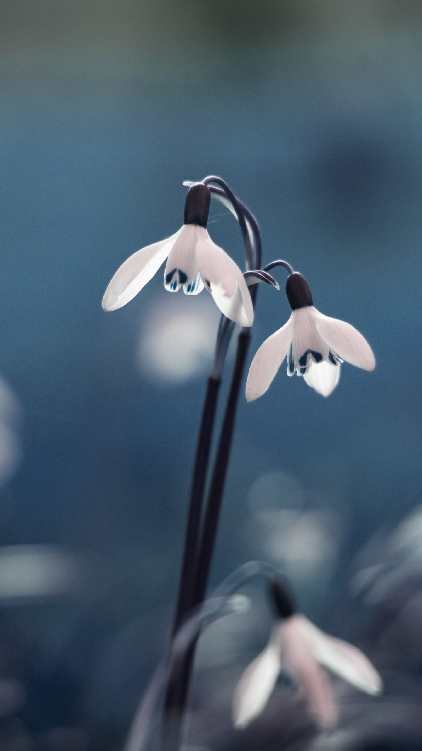 Snowdrop Wallpapers