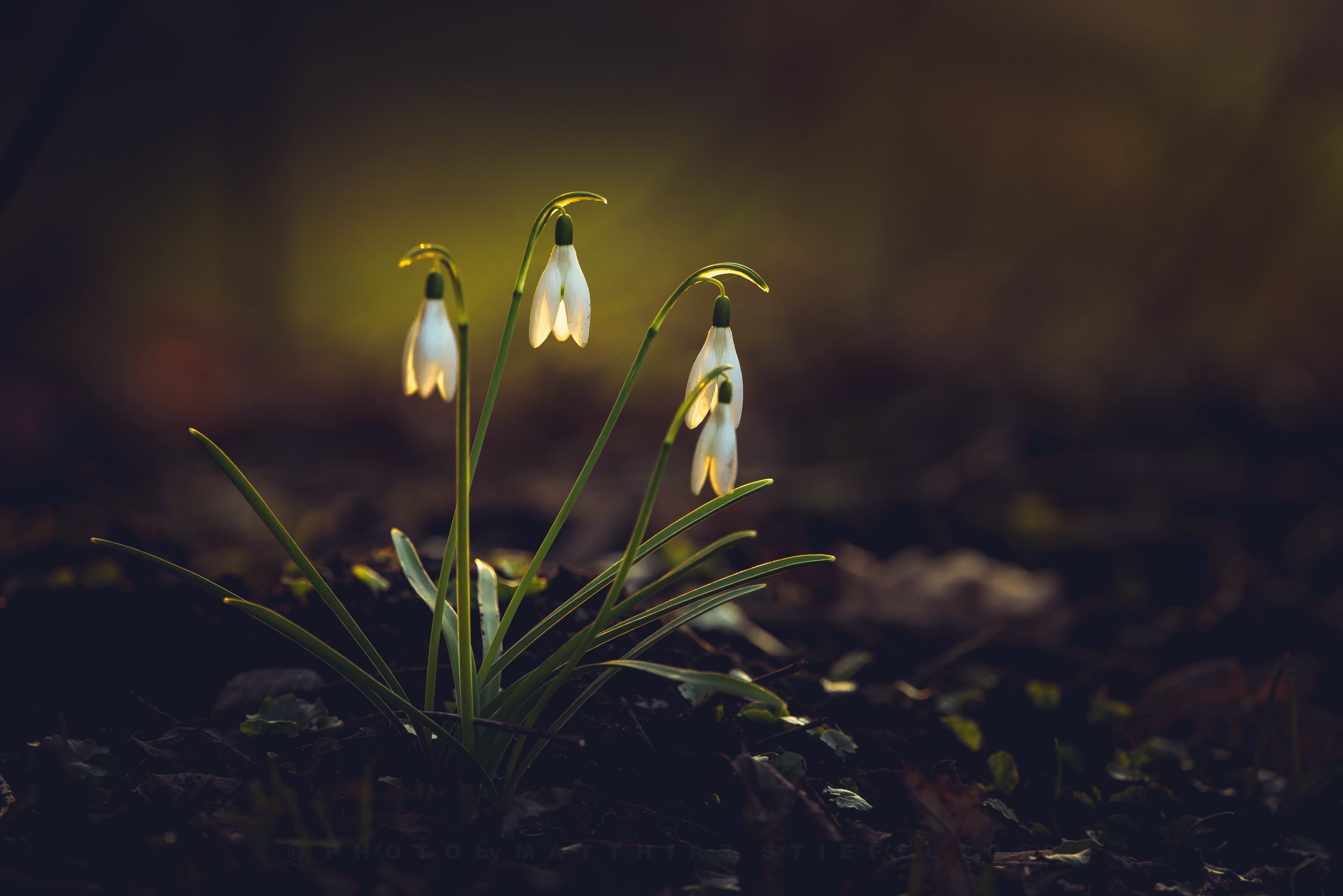 Snowdrop Wallpapers