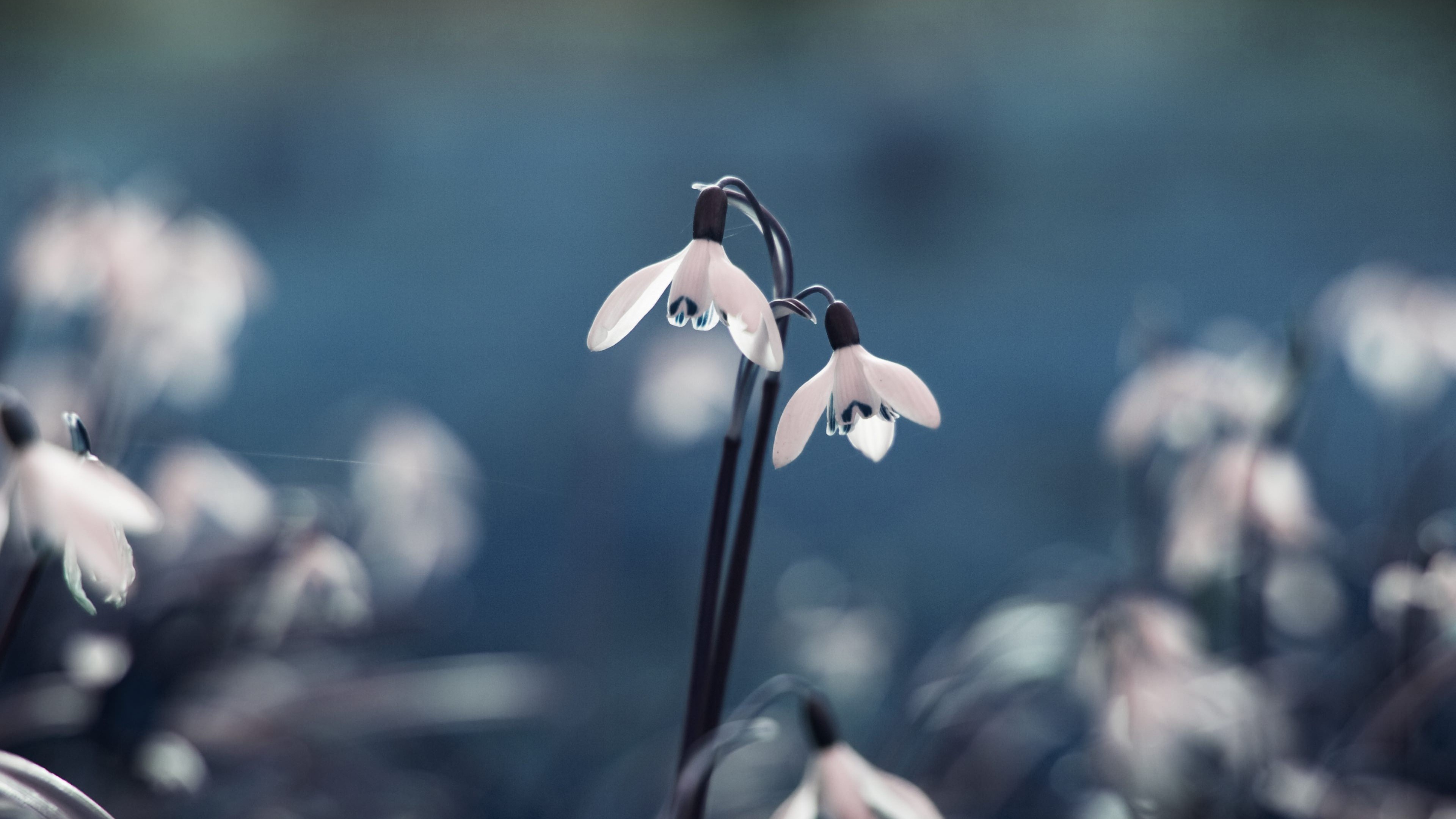 Snowdrop Wallpapers