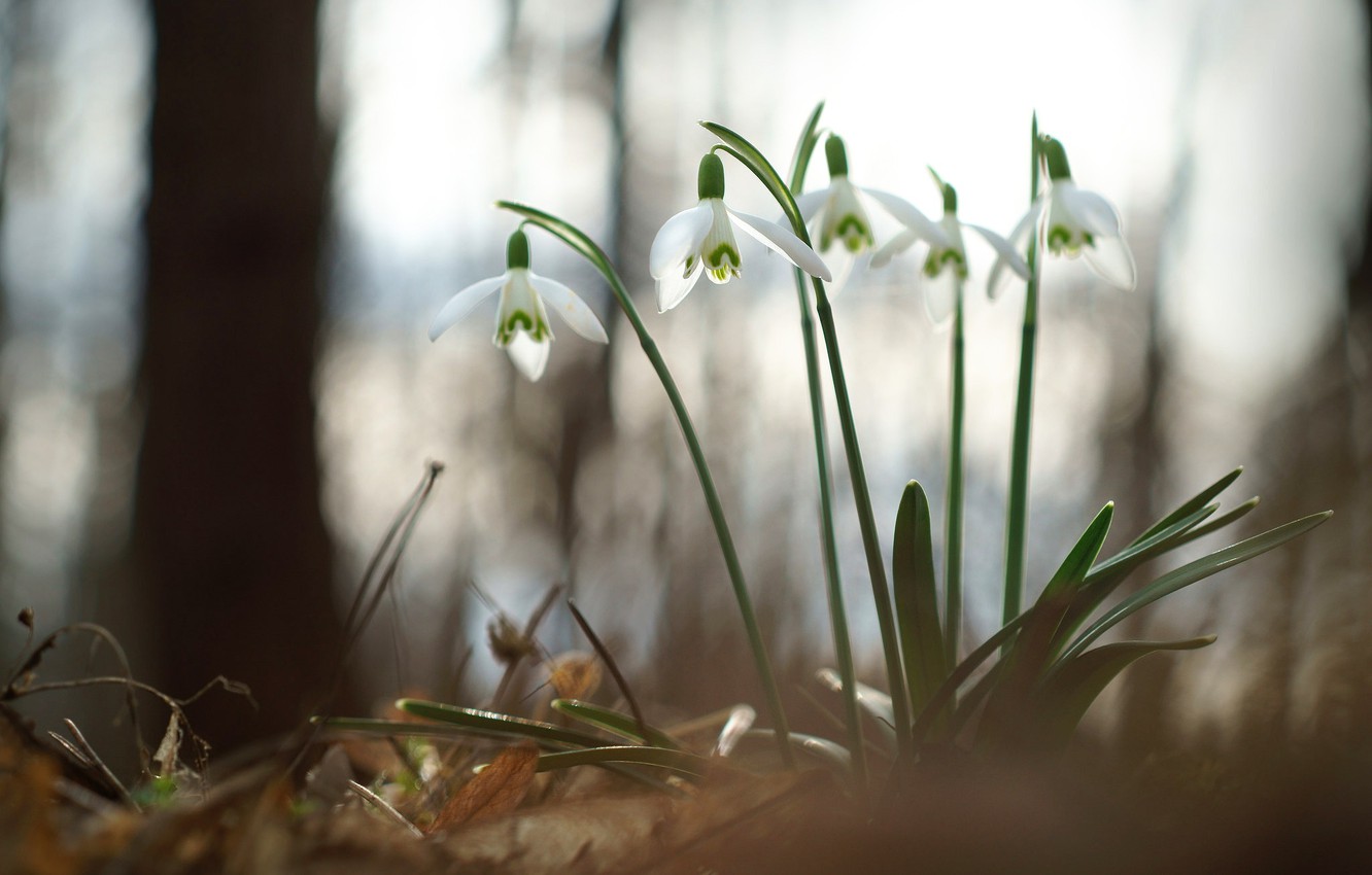 Snowdrop Wallpapers