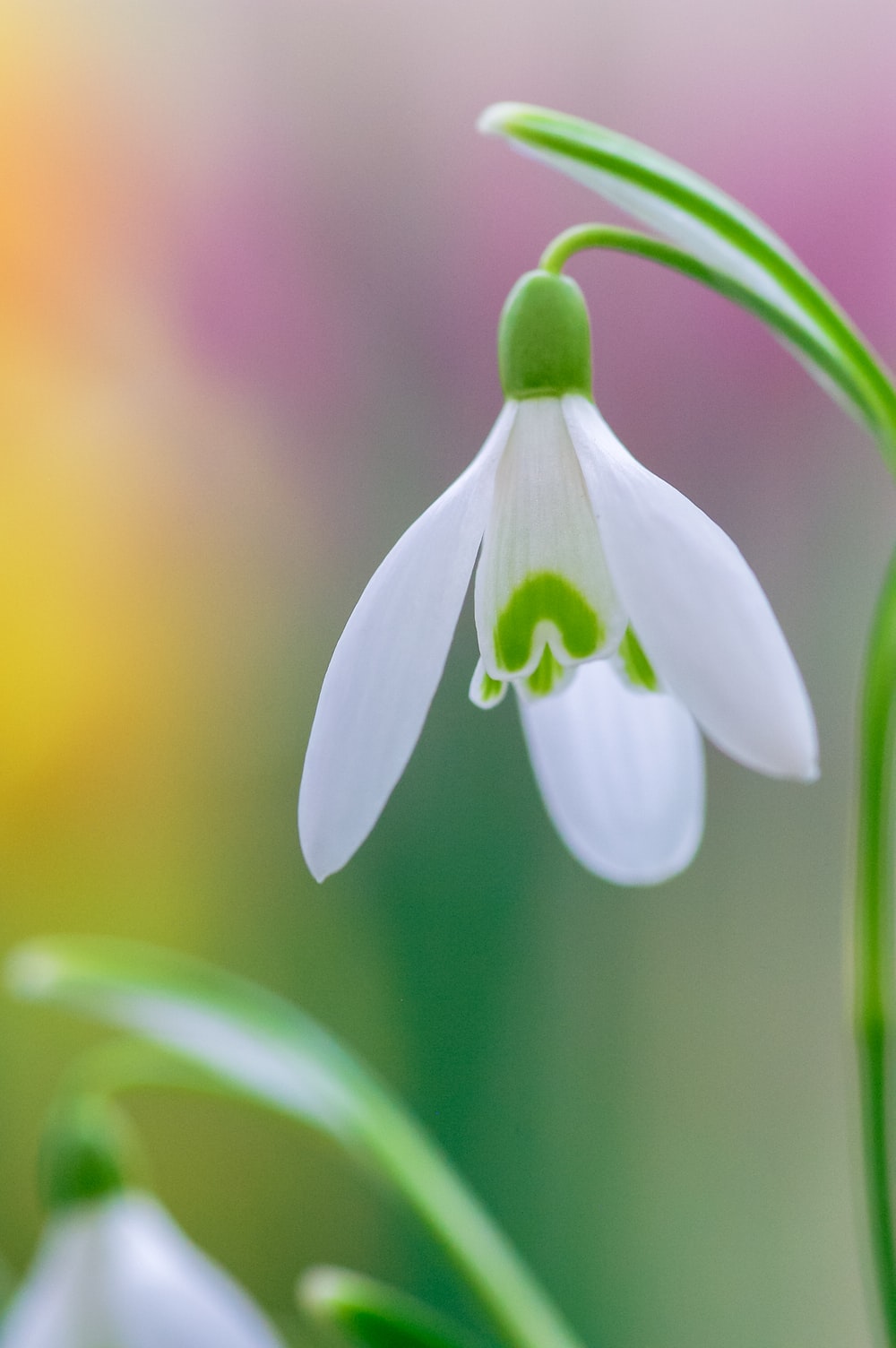 Snowdrop Wallpapers