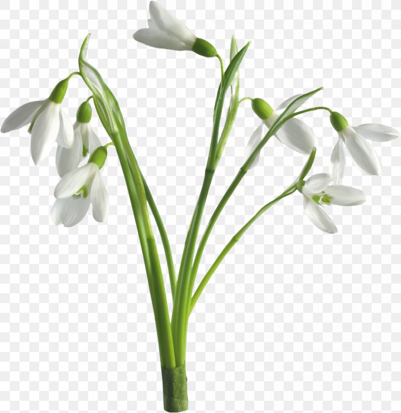 Snowdrop Wallpapers