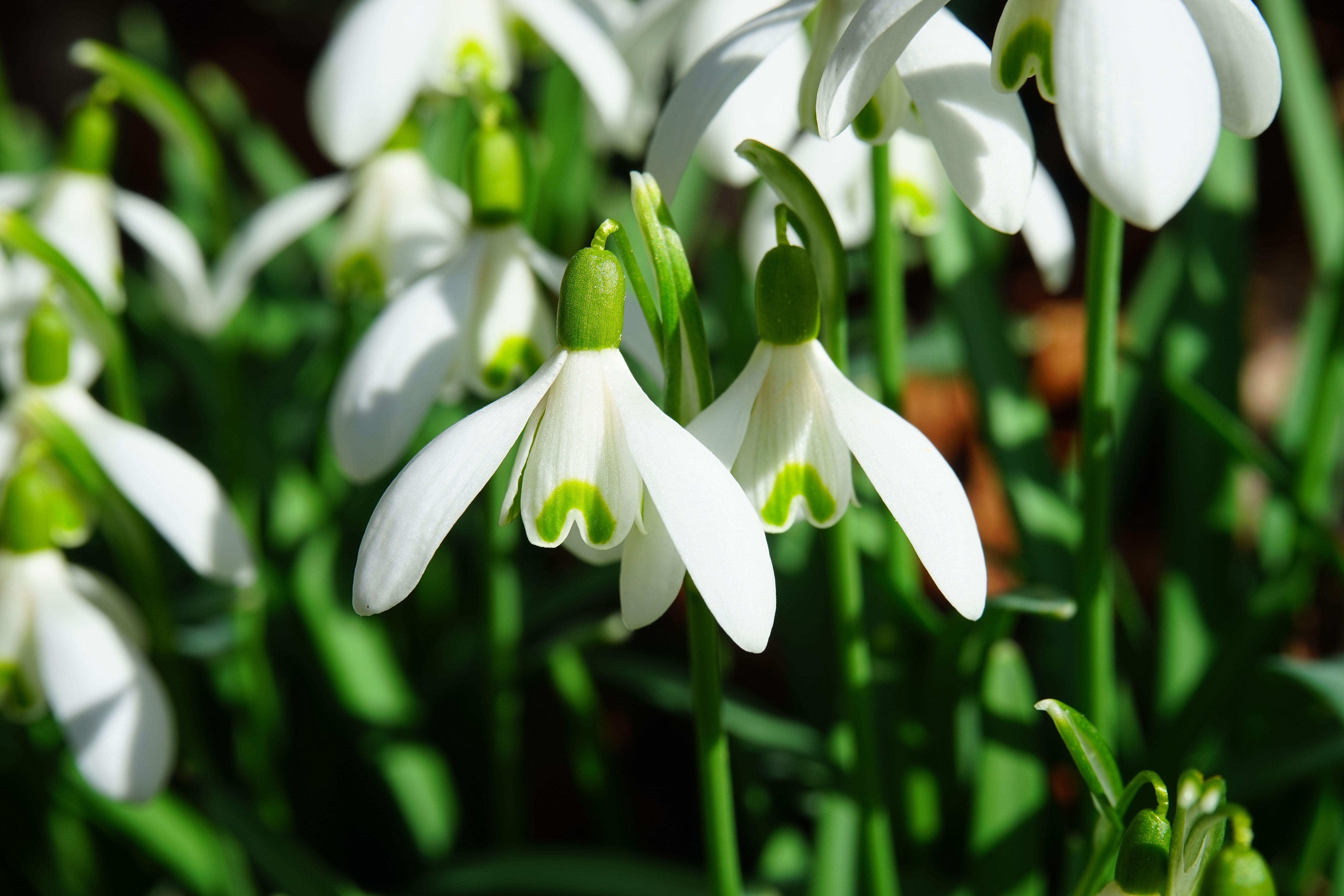 Snowdrop Wallpapers