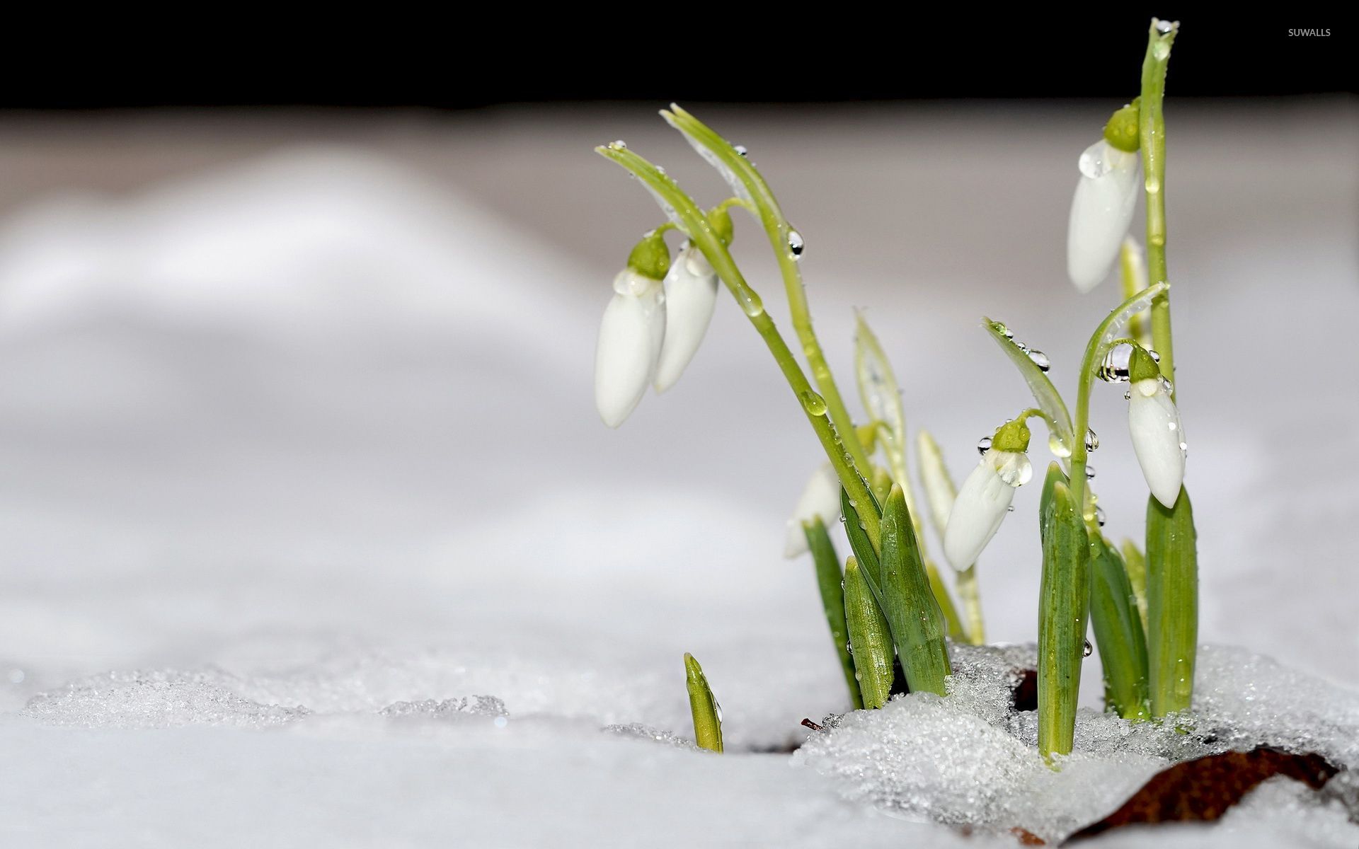 Snowdrop Wallpapers