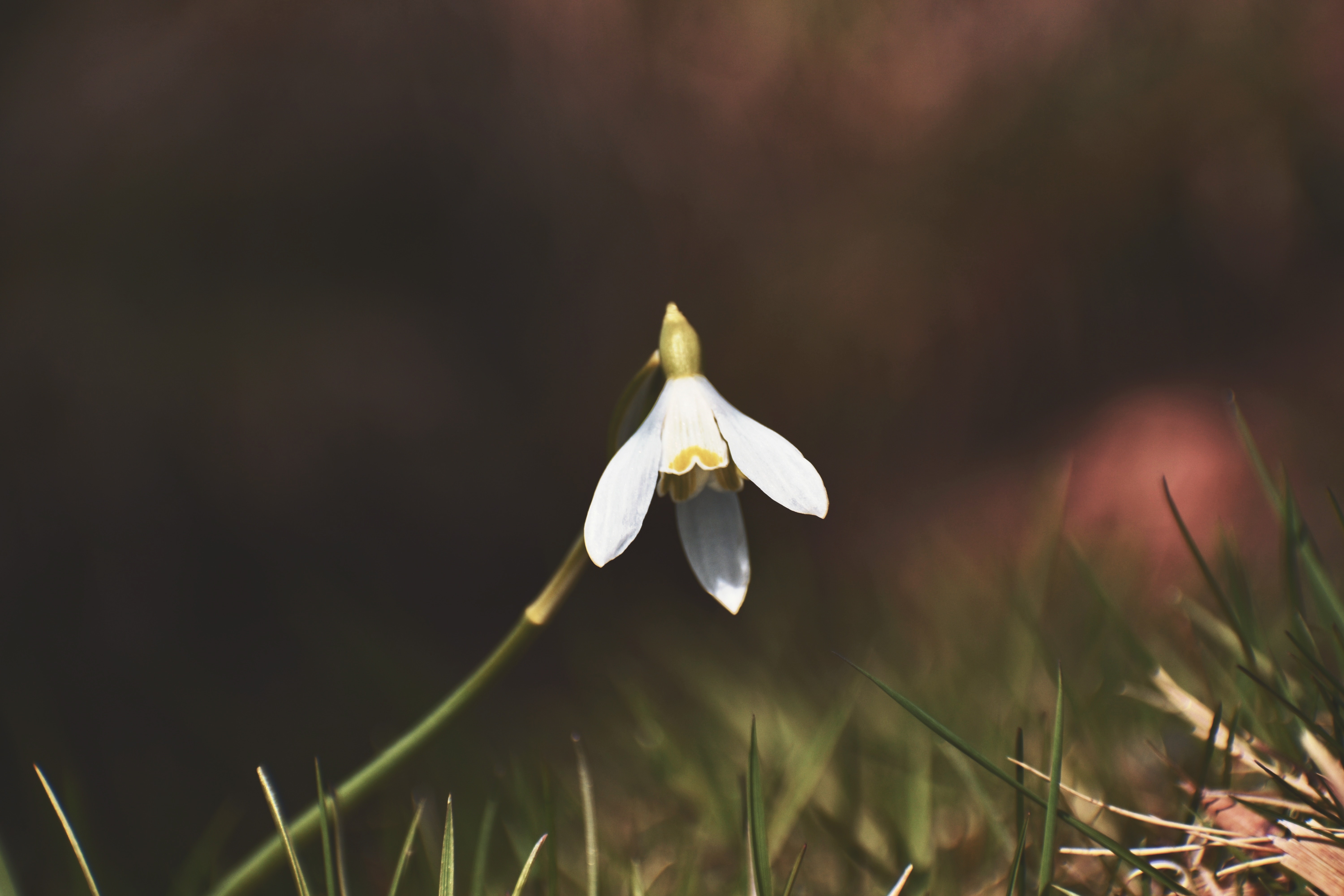 Snowdrop Wallpapers