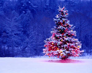 Snowey Christmas Trees Wallpapers