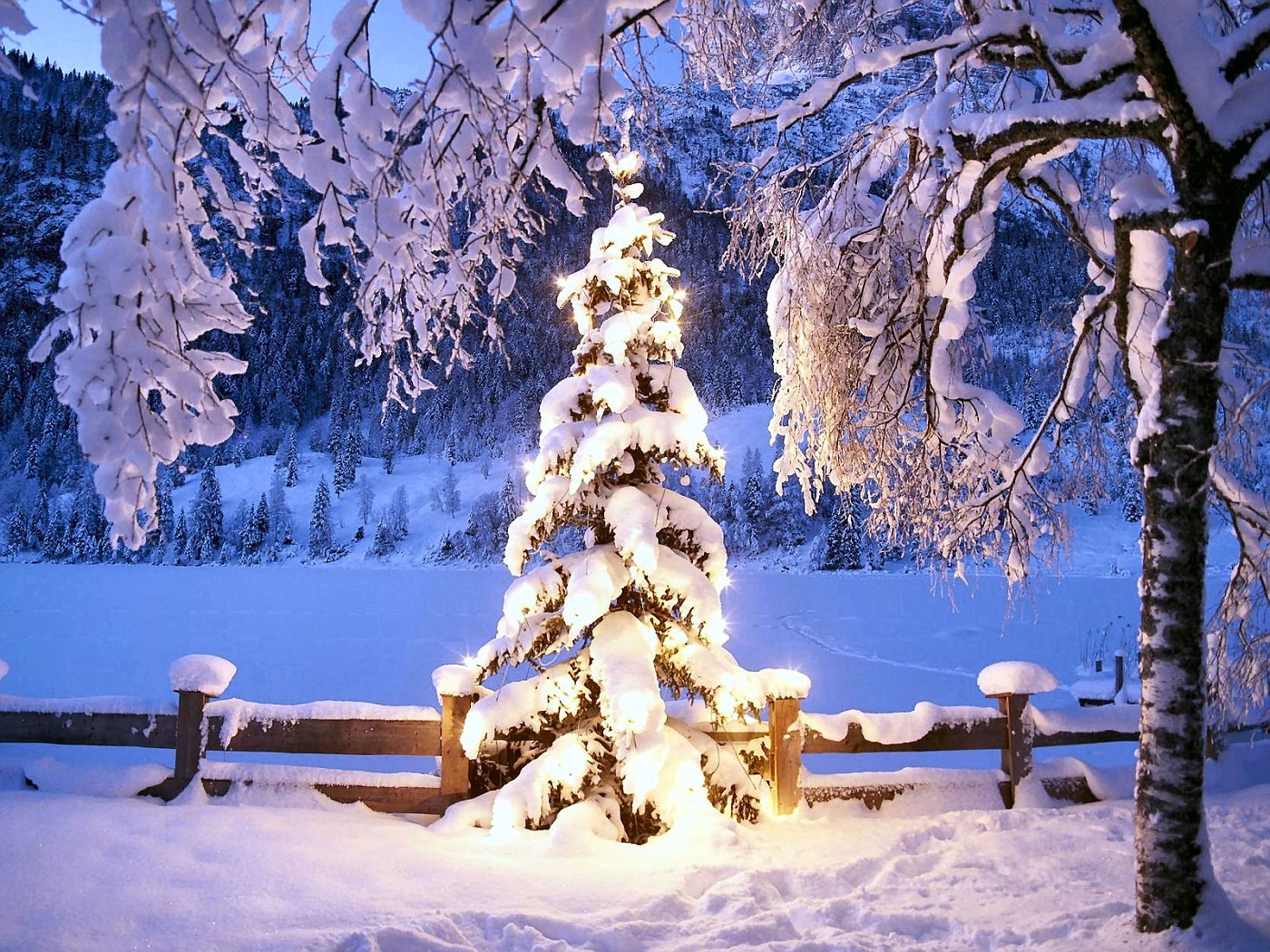 Snowey Christmas Trees Wallpapers