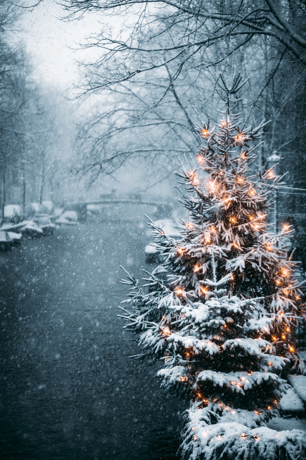 Snowey Christmas Trees Wallpapers