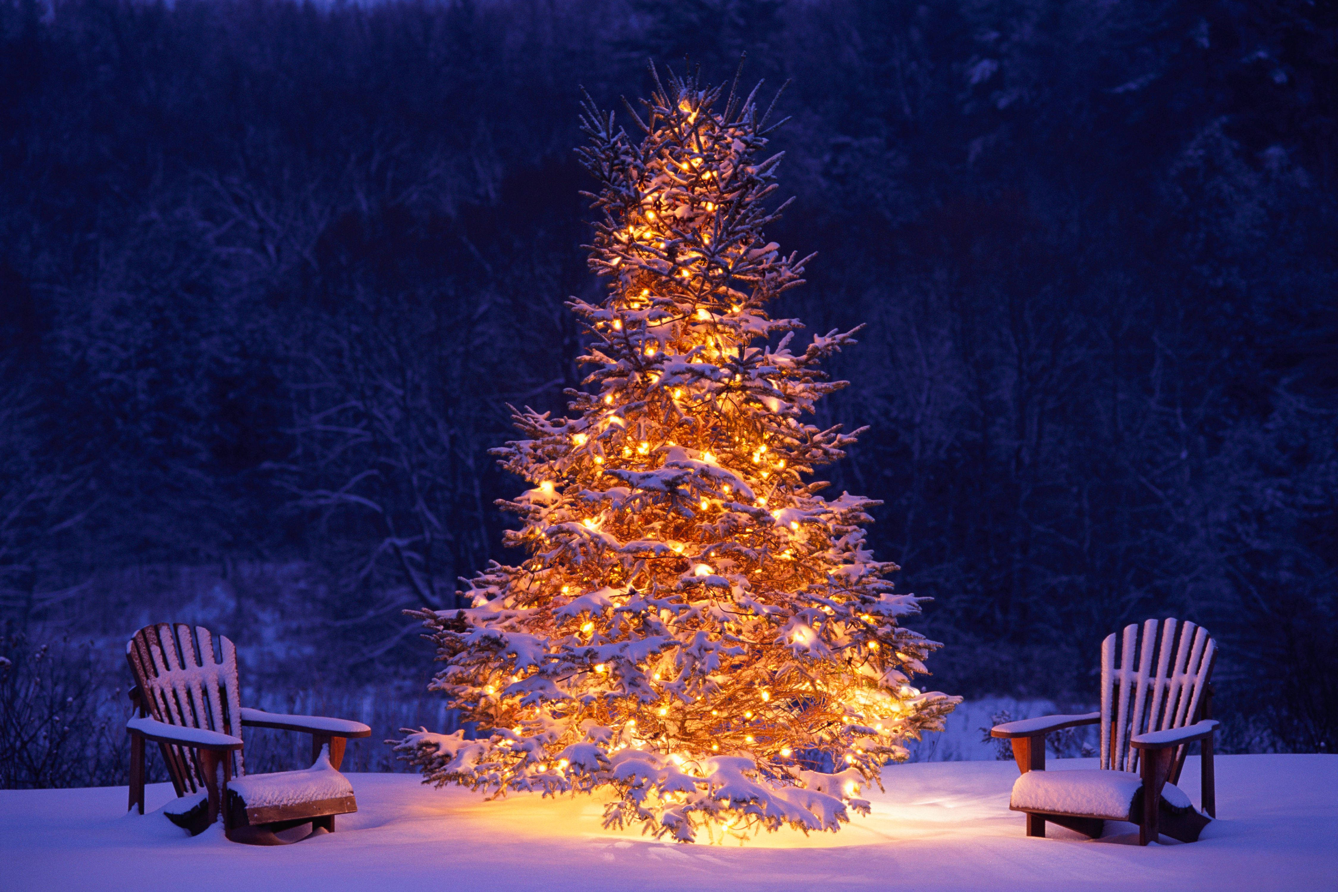 Snowey Christmas Trees Wallpapers