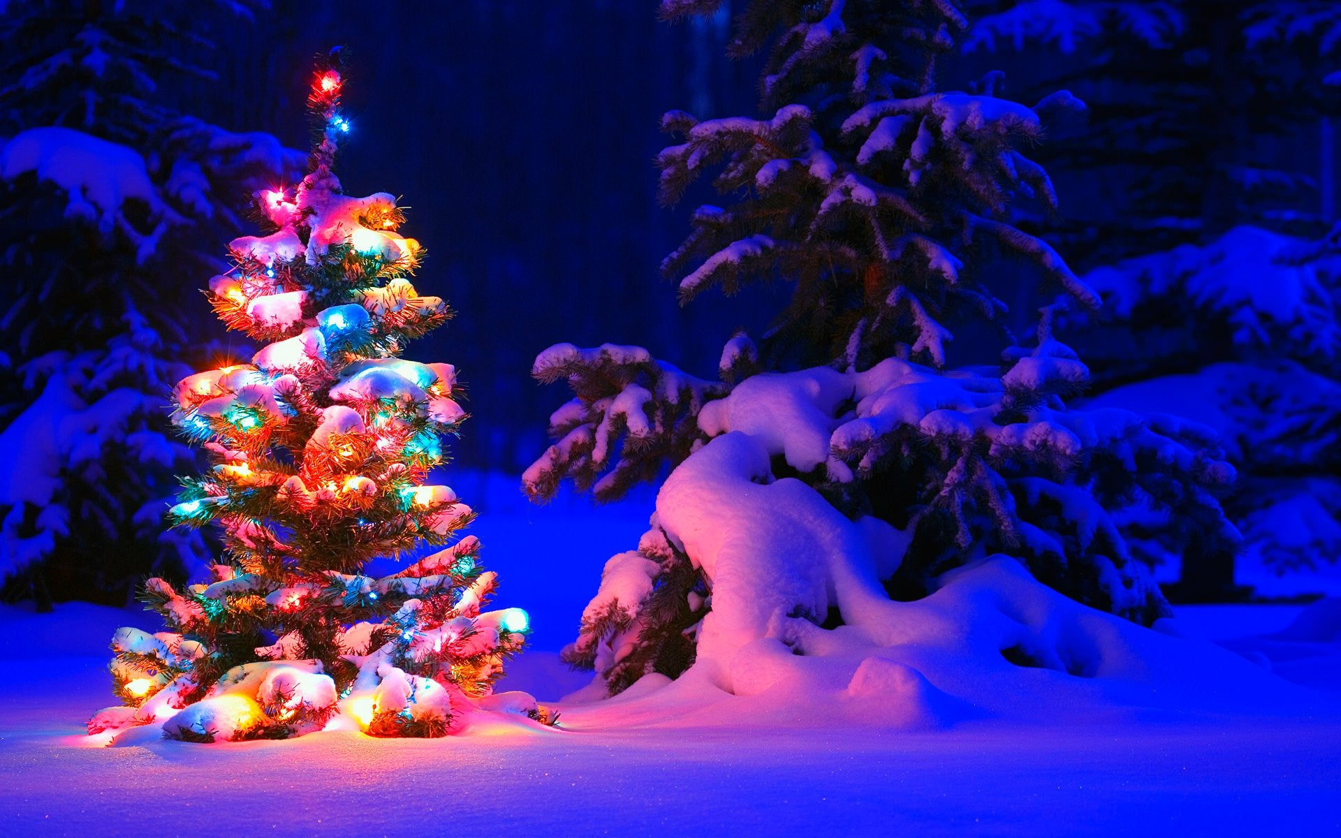 Snowey Christmas Trees Wallpapers