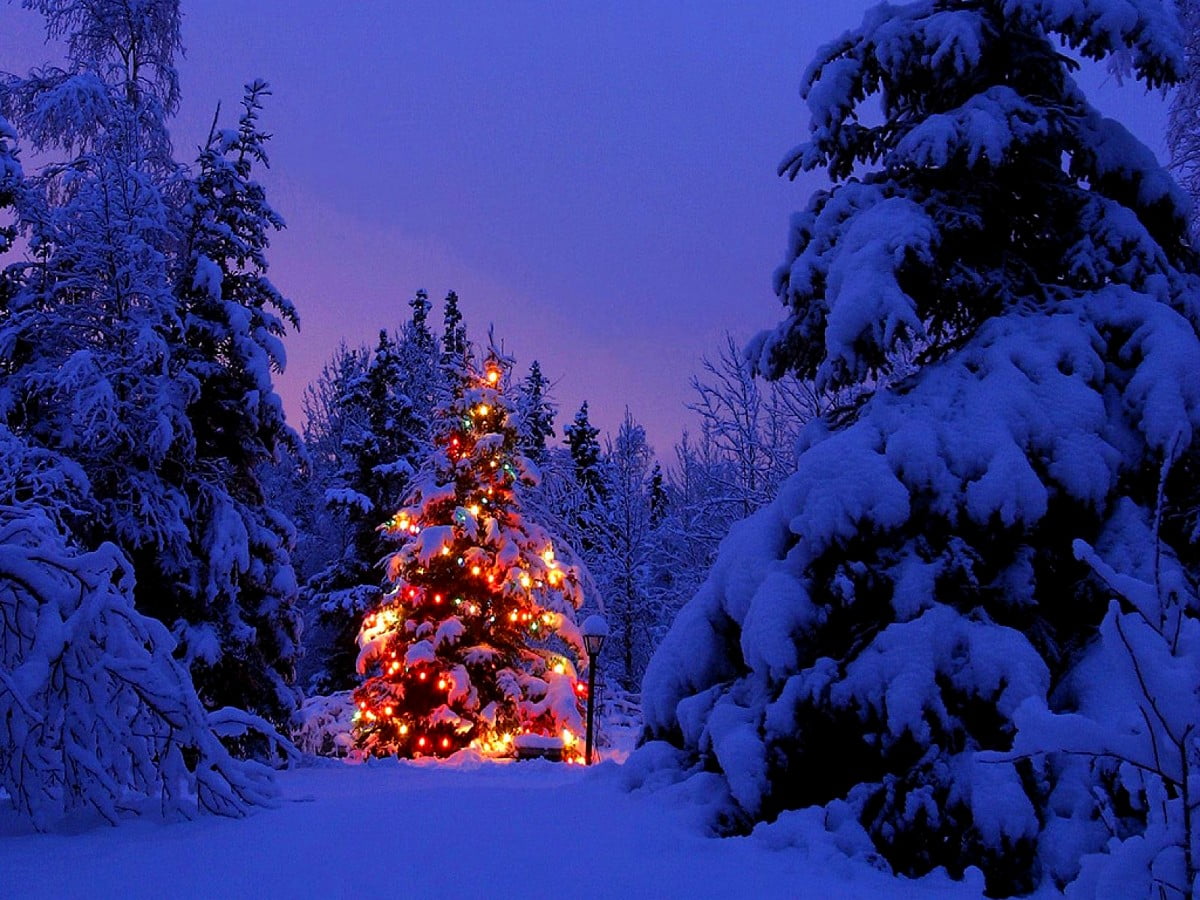 Snowey Christmas Trees Wallpapers