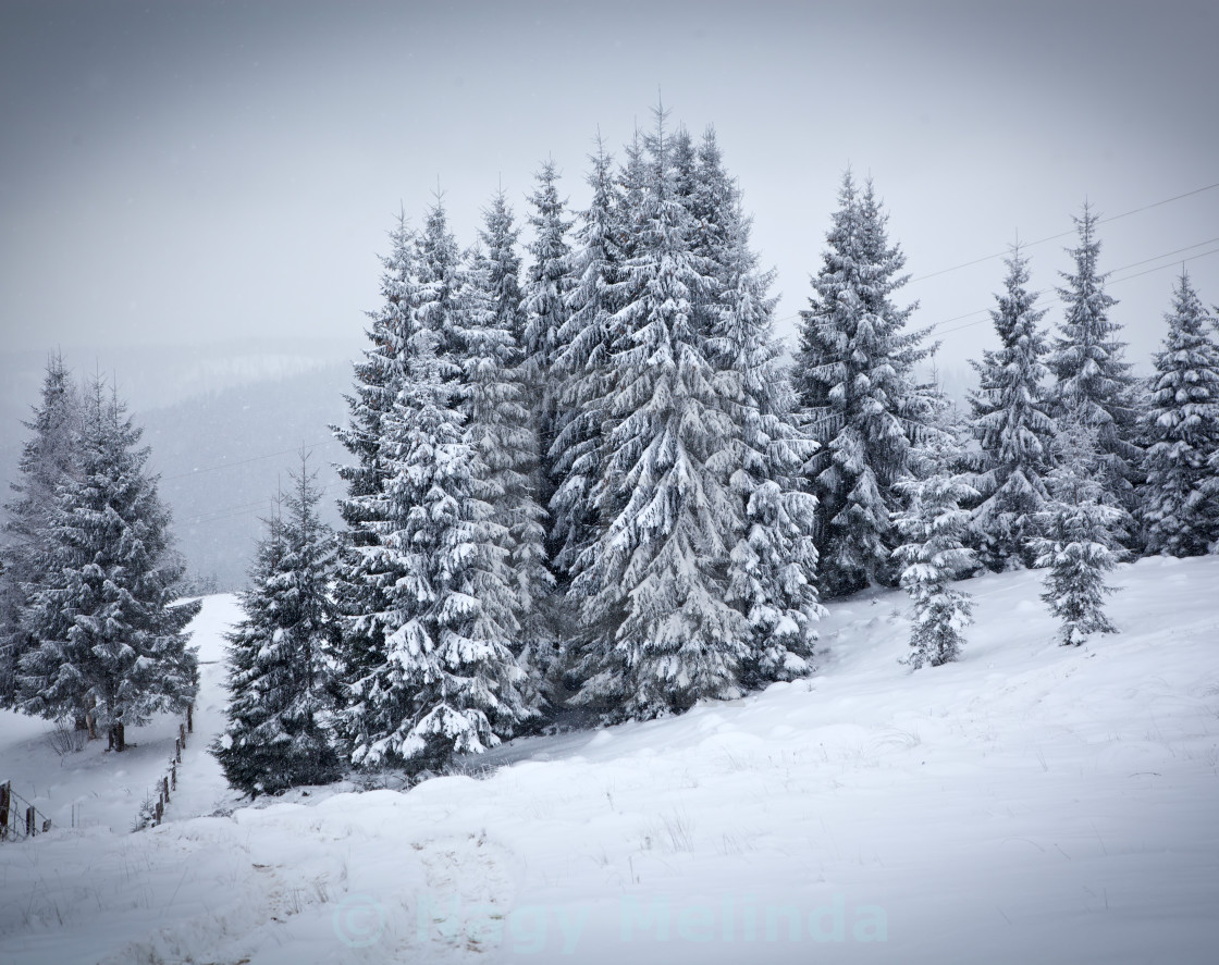 Snowy Christmas Backgrounds