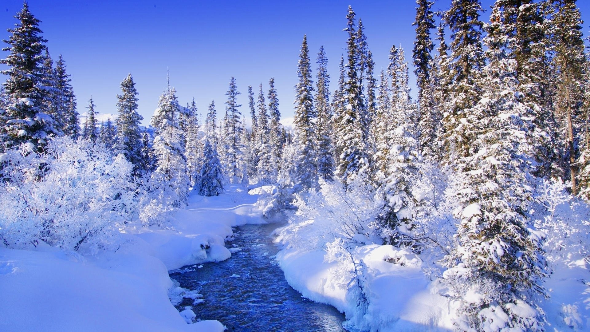 Snowy Forest Background