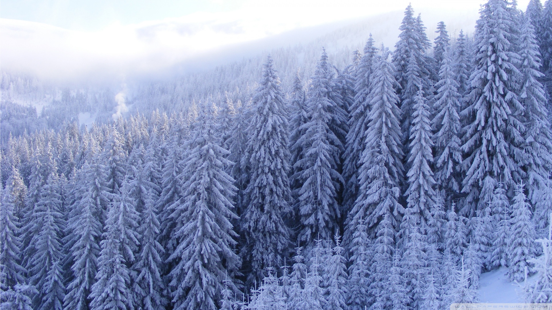 Snowy Forest Background