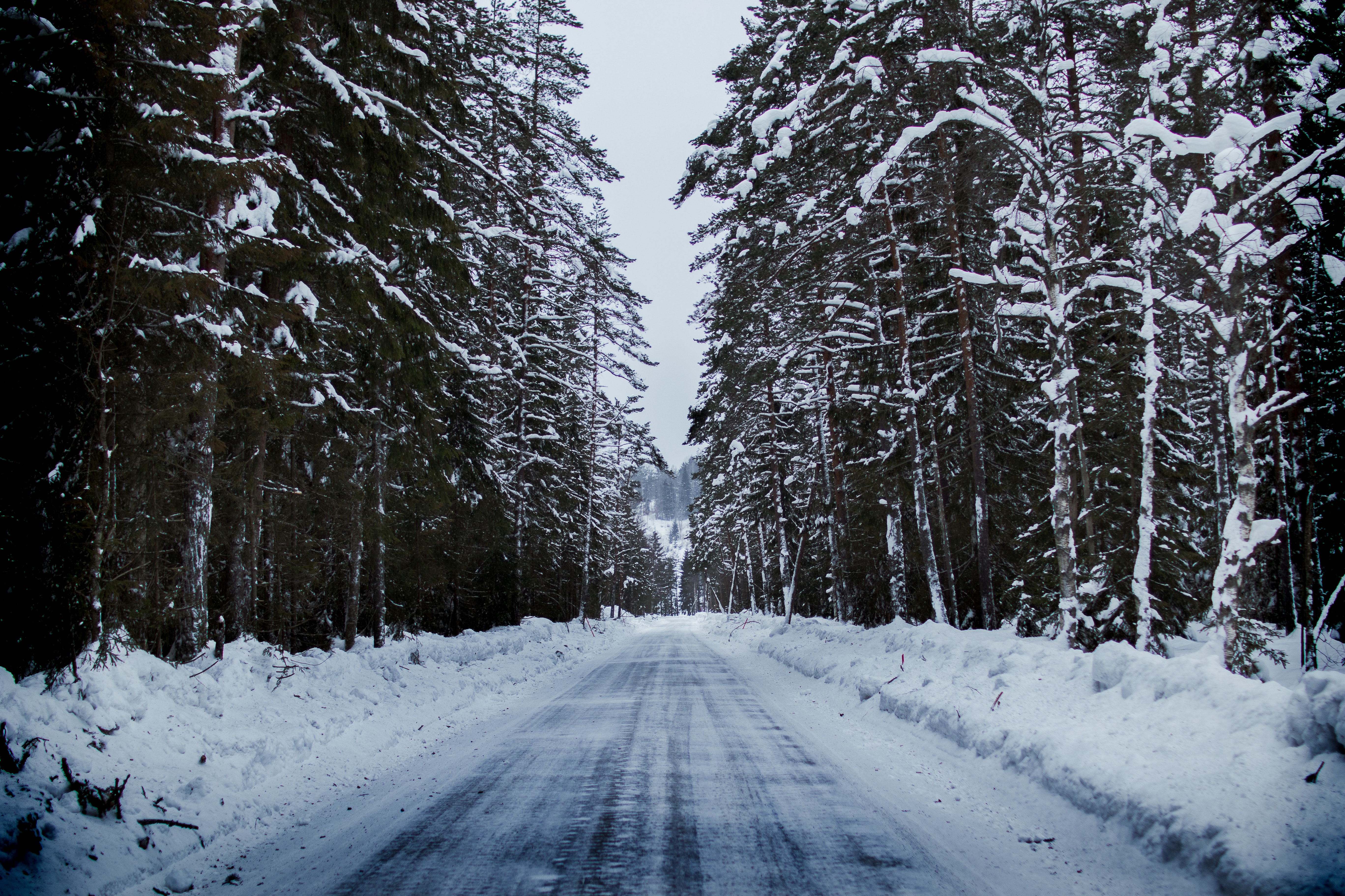 Snowy Forest Background