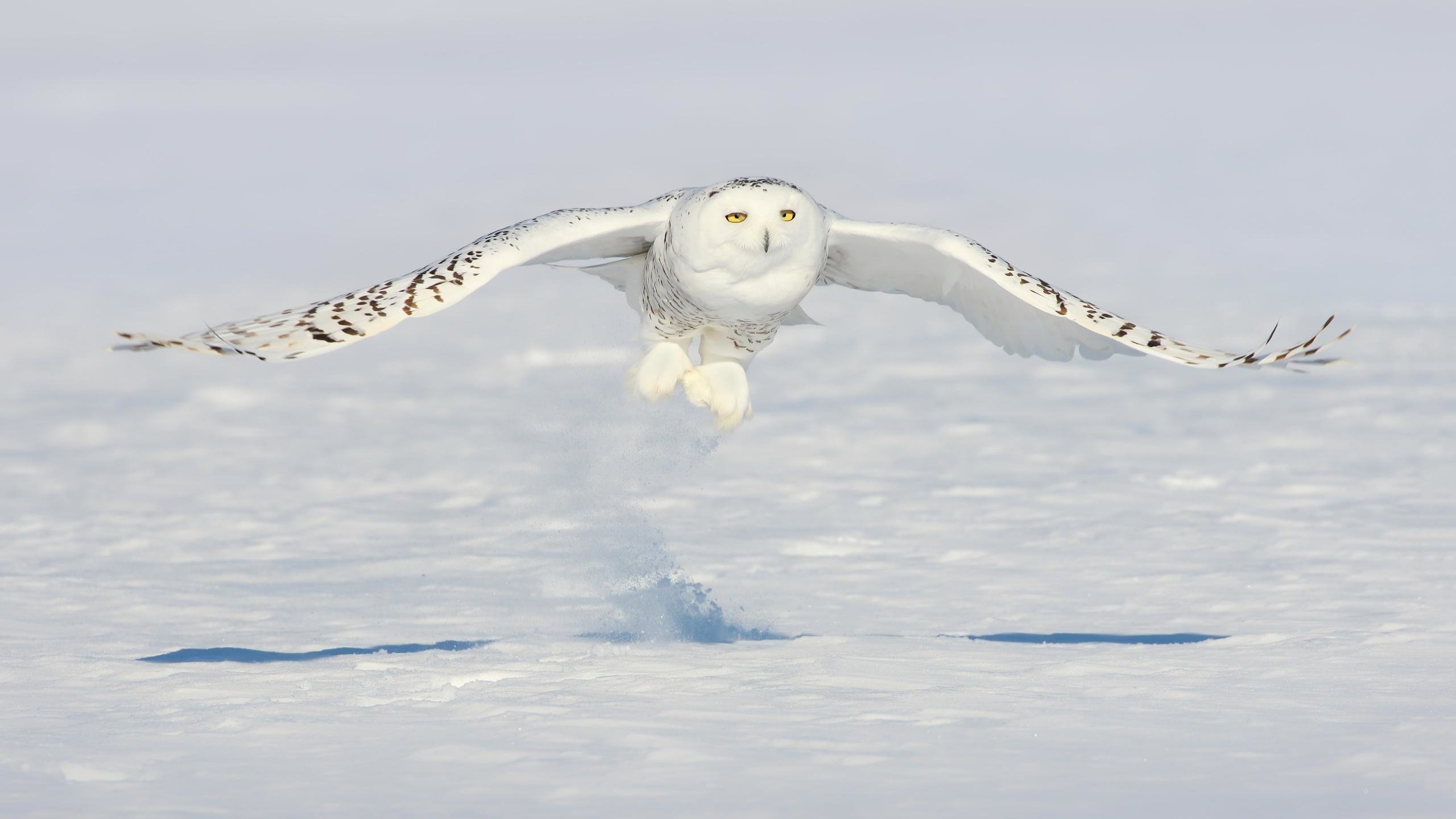 Snowy Owl Wallpapers