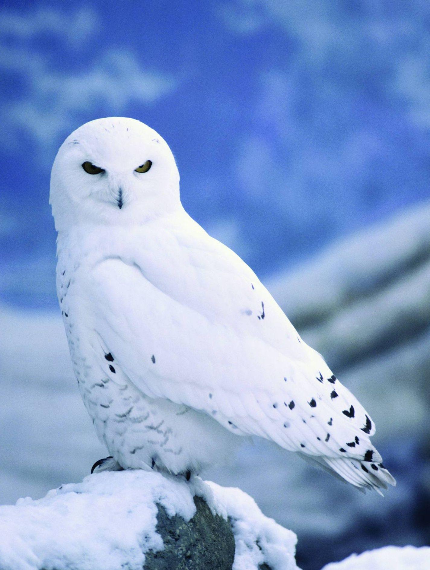 Snowy Owl Wallpapers