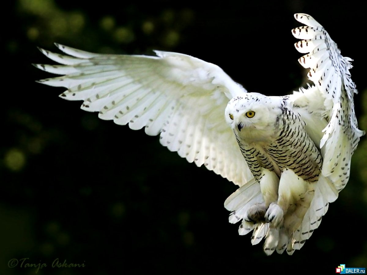 Snowy Owl Wallpapers