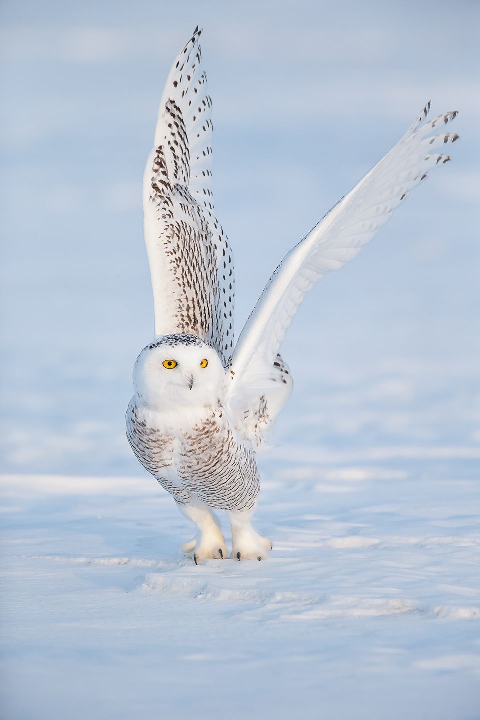 Snowy Owl Wallpapers