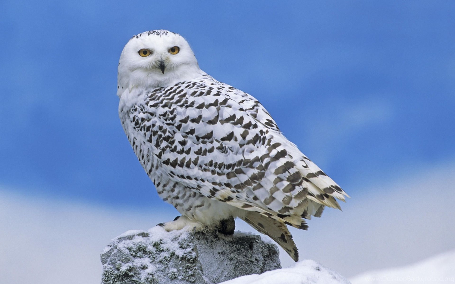 Snowy Owl Wallpapers