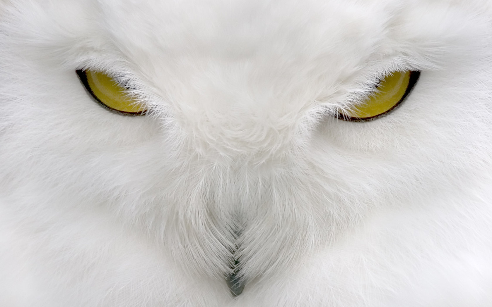 Snowy Owl Wallpapers