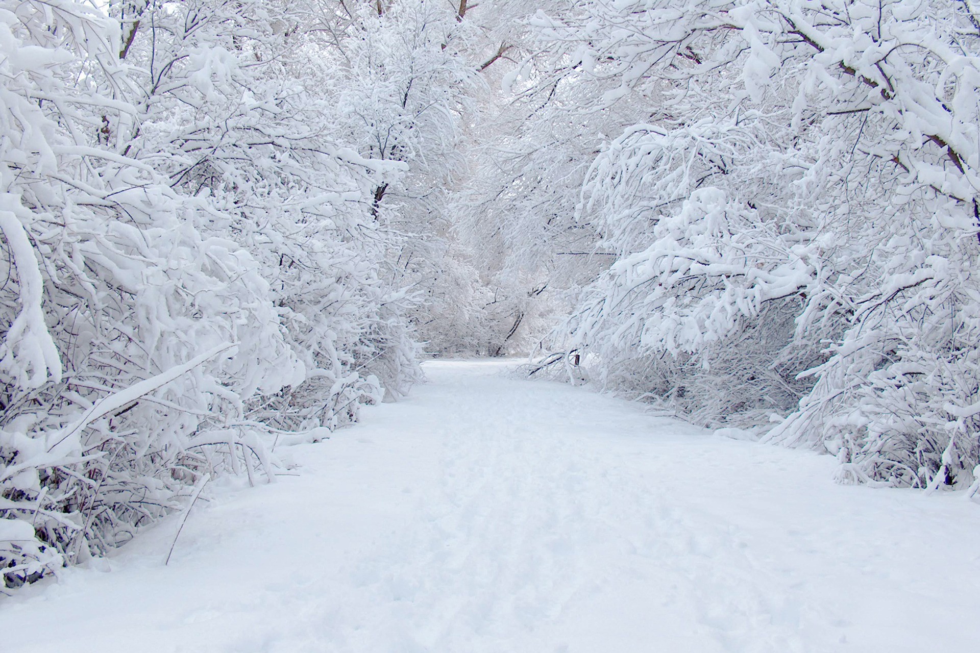 Snowy Tree Wallpapers