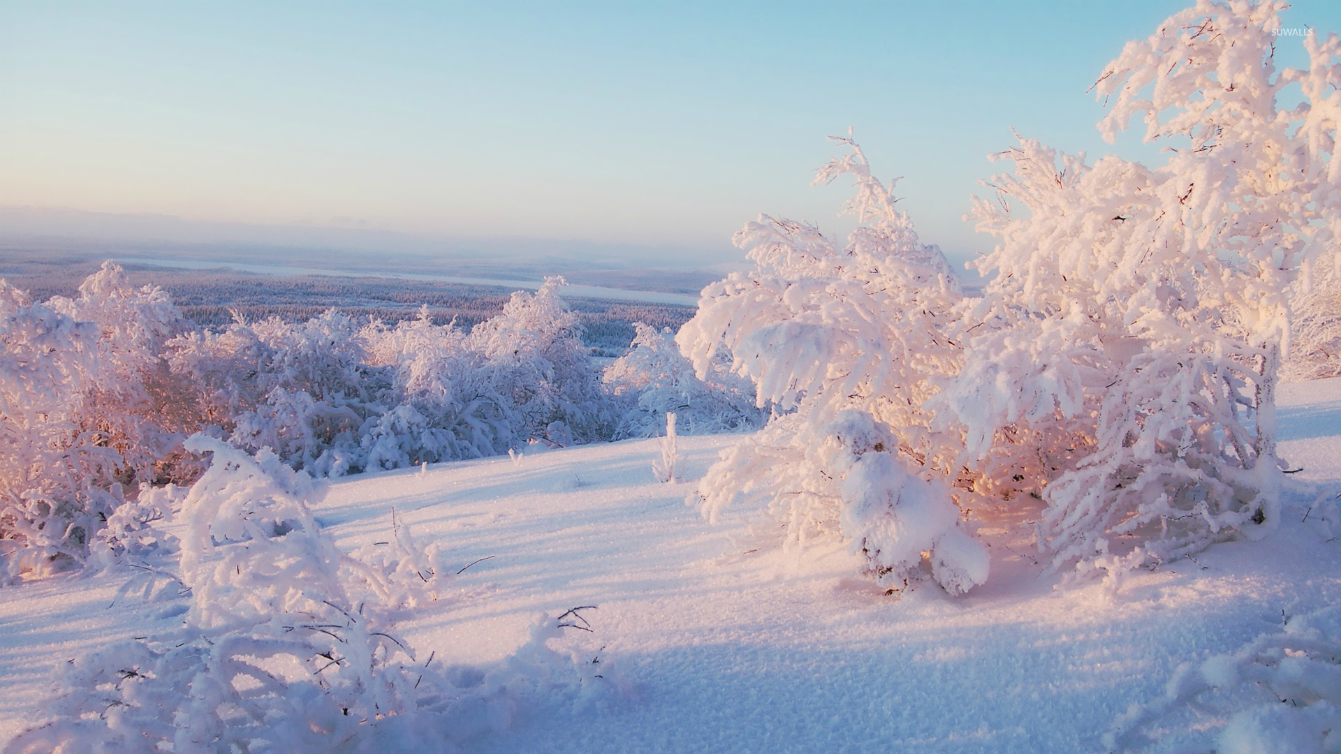 Snowy Tree Wallpapers