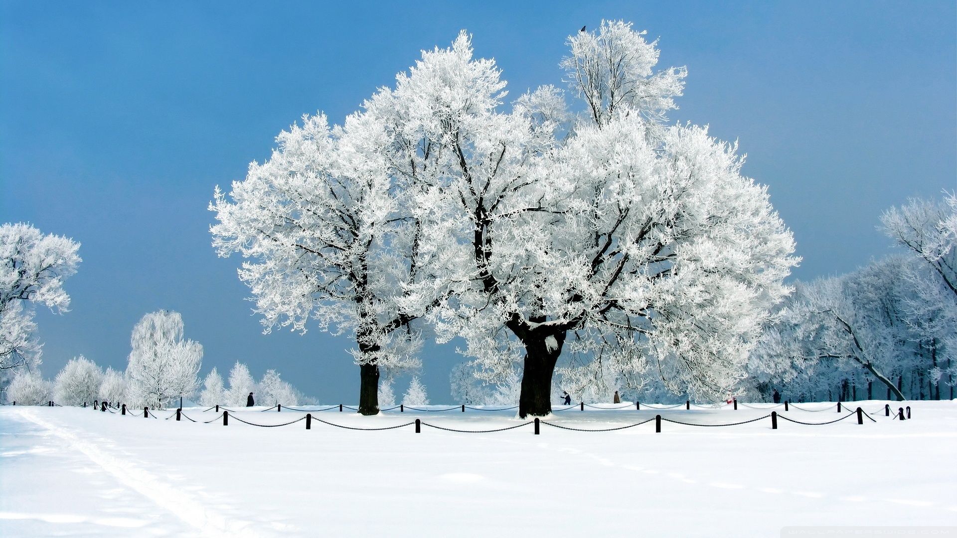 Snowy Tree Wallpapers