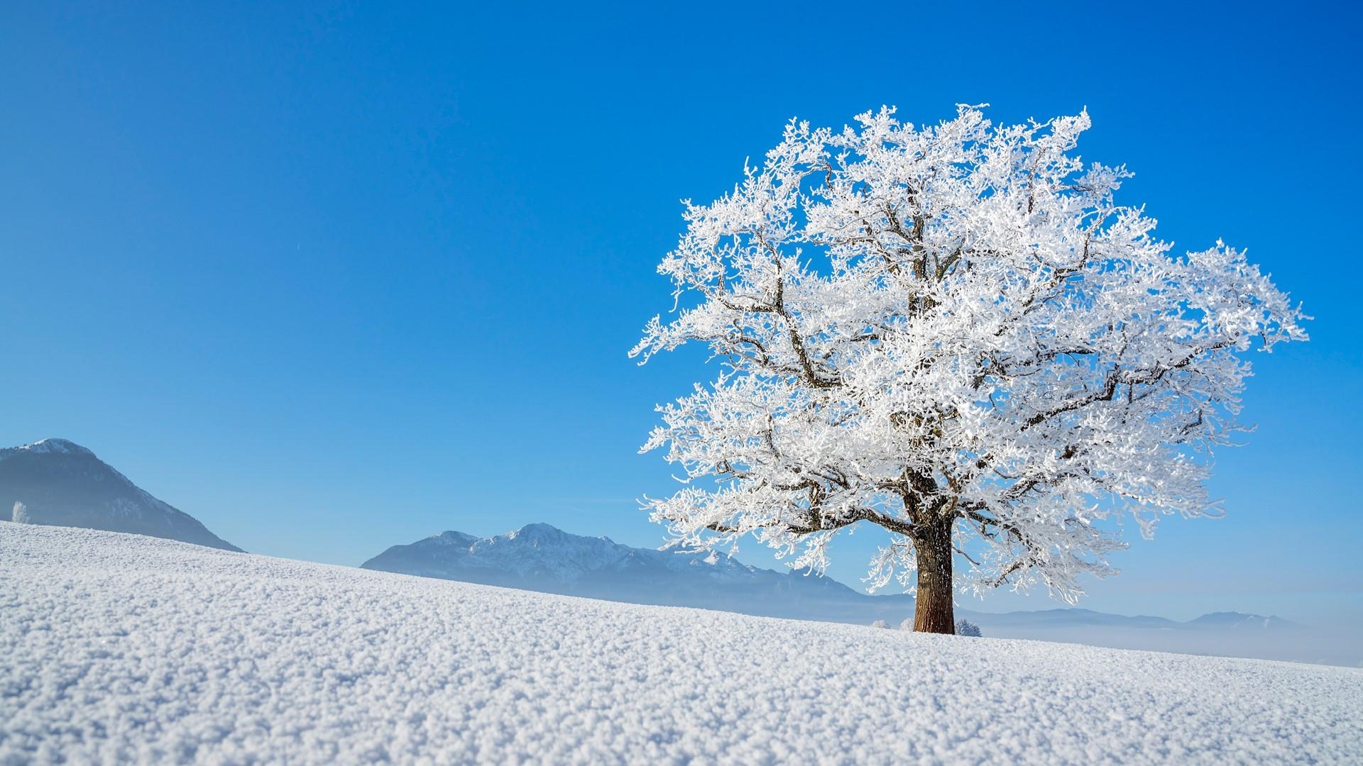 Snowy Tree Wallpapers