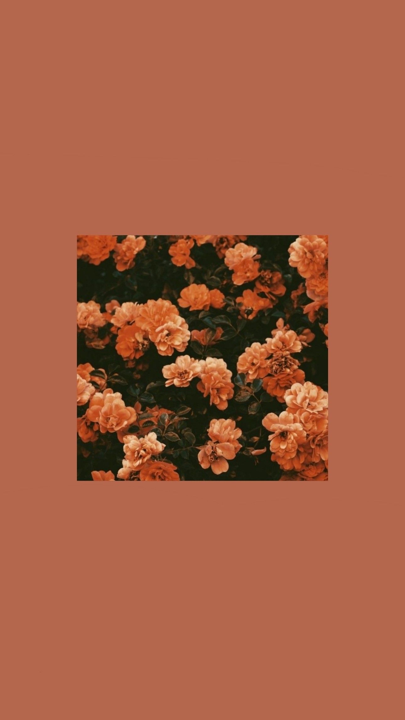 Soft Orange Aesthetic Wallpapers