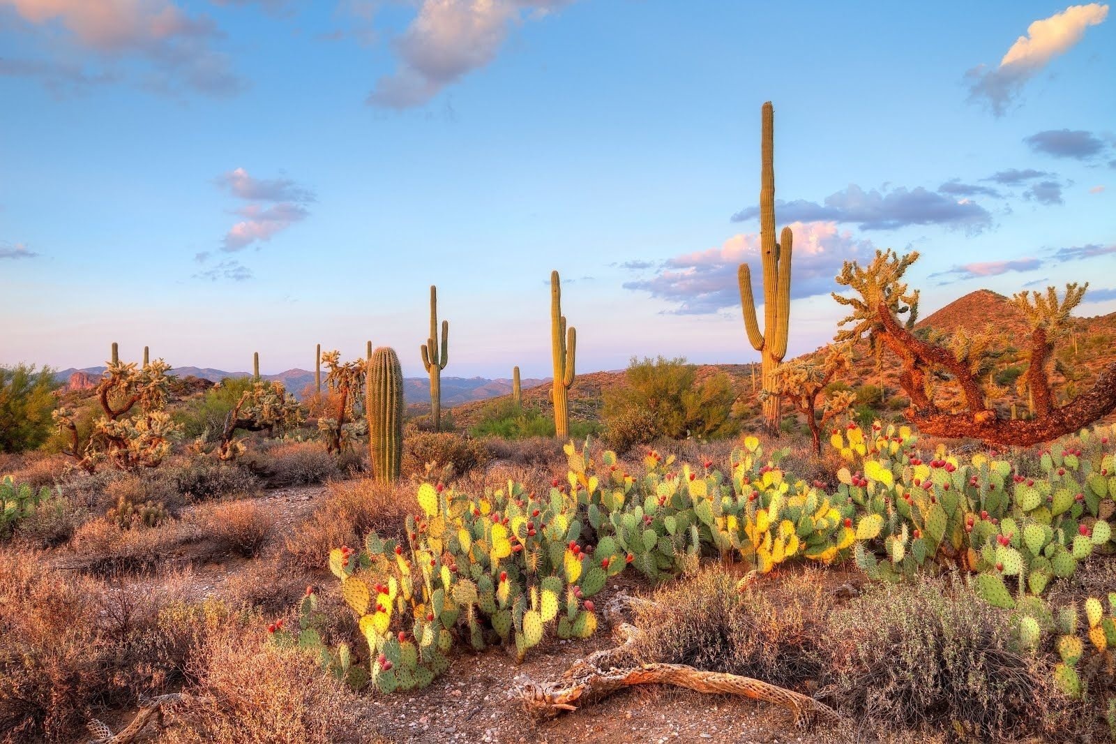 Sonoran Desert Background