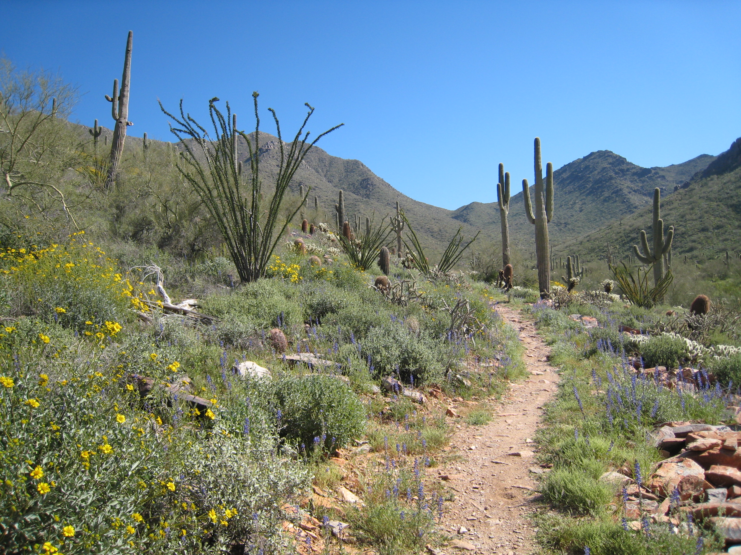 Sonoran Desert Background