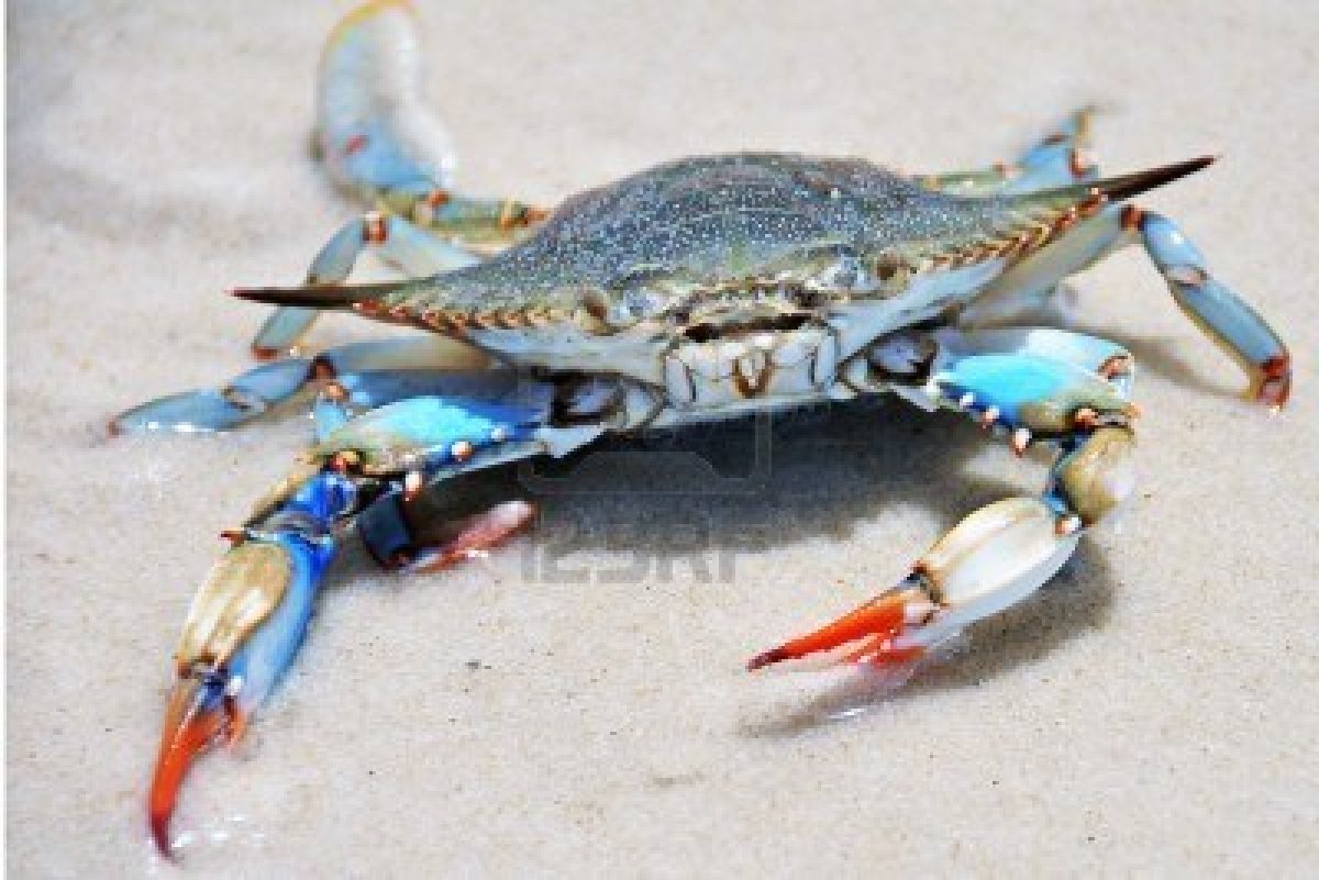 Southern Maryland Blue Crabs Wallpapers