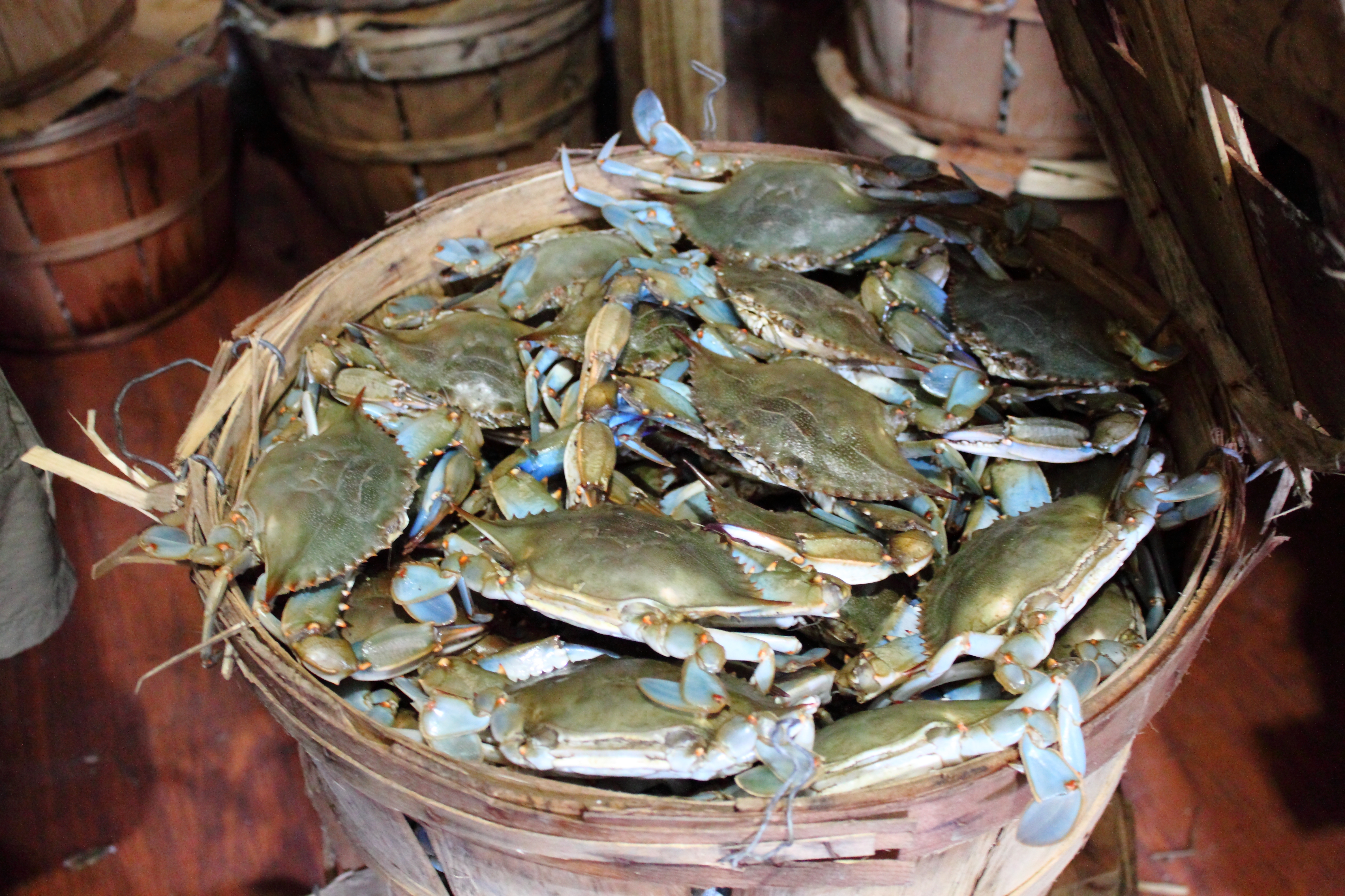 Southern Maryland Blue Crabs Wallpapers