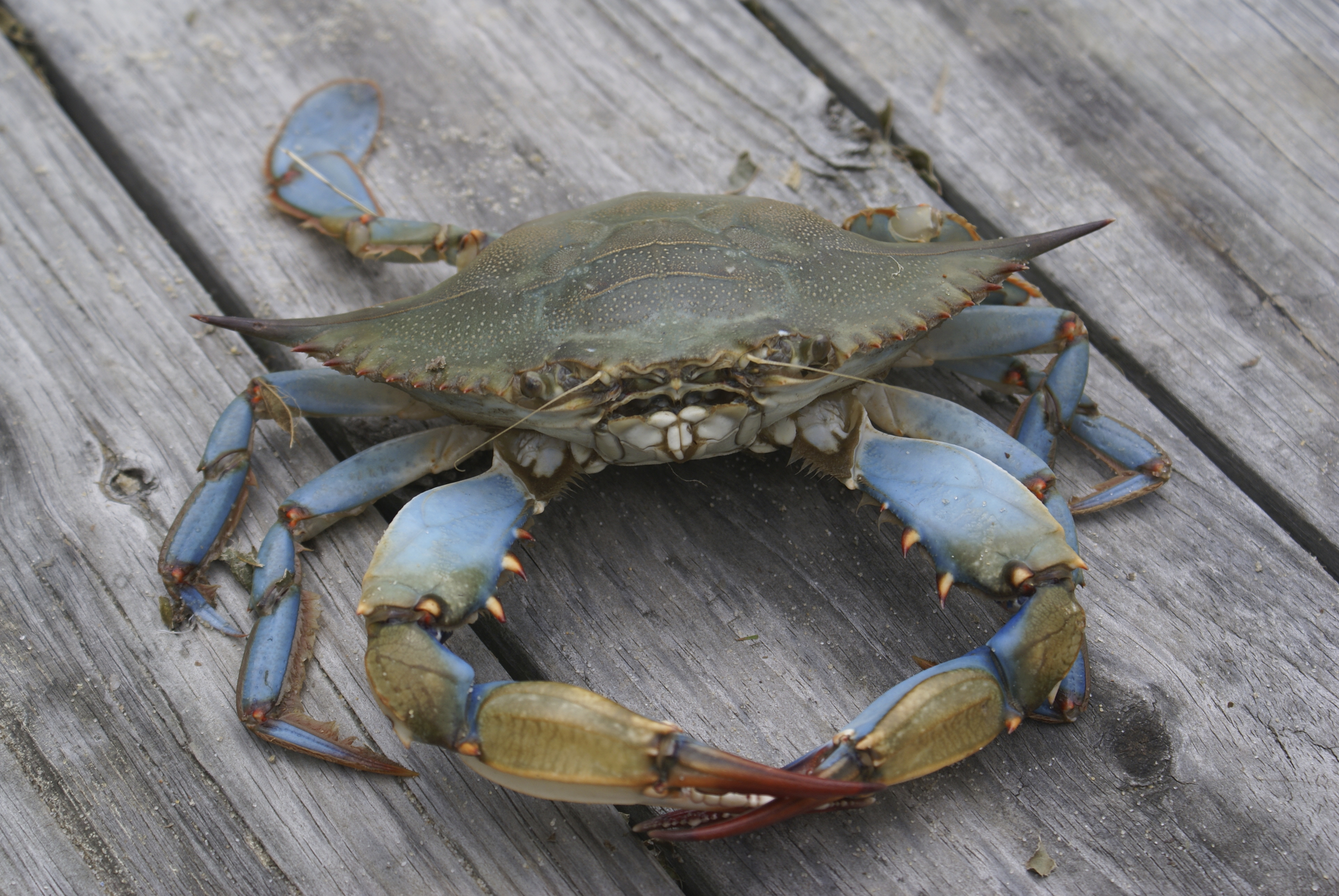 Southern Maryland Blue Crabs Wallpapers