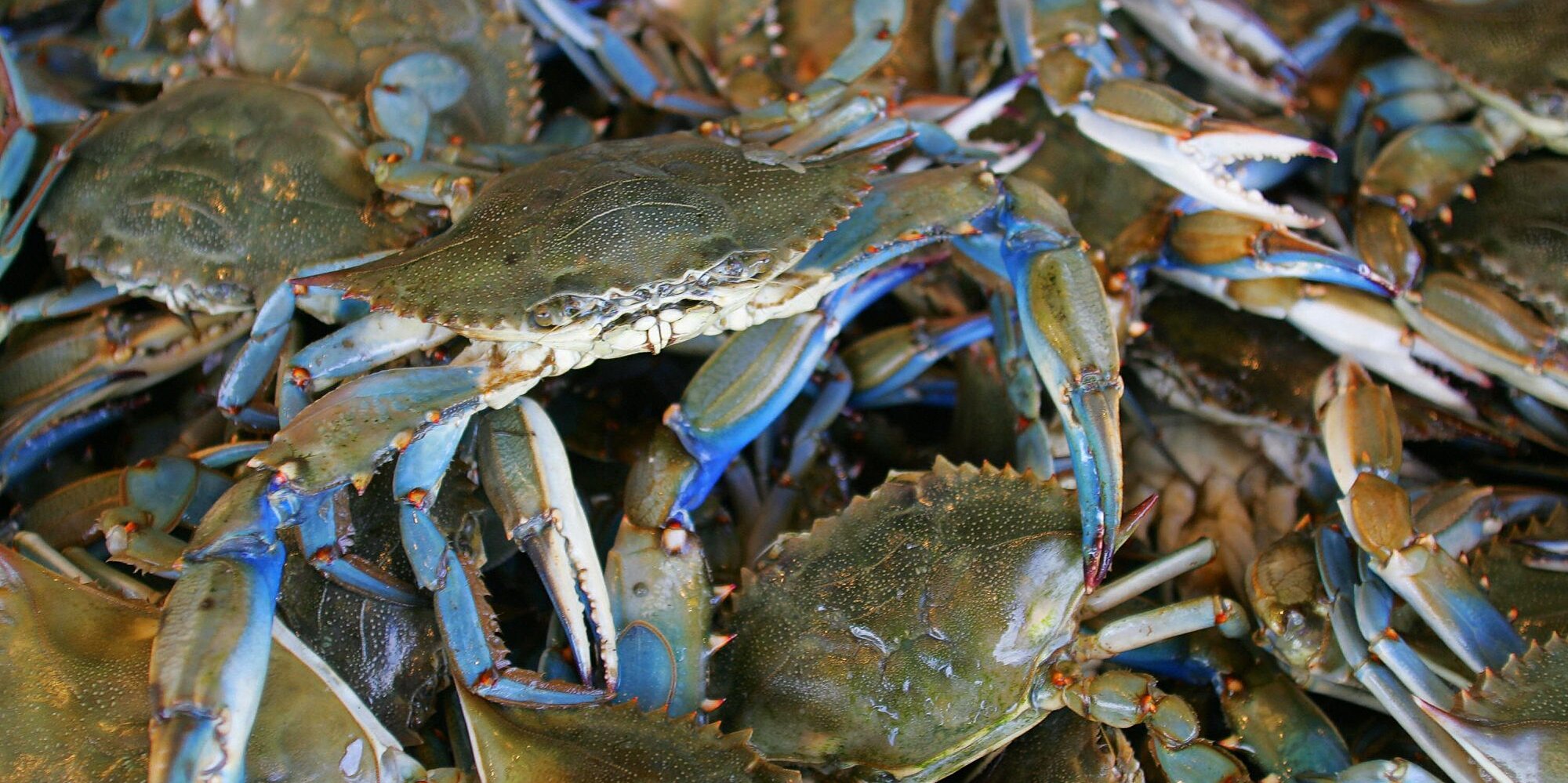 Southern Maryland Blue Crabs Wallpapers