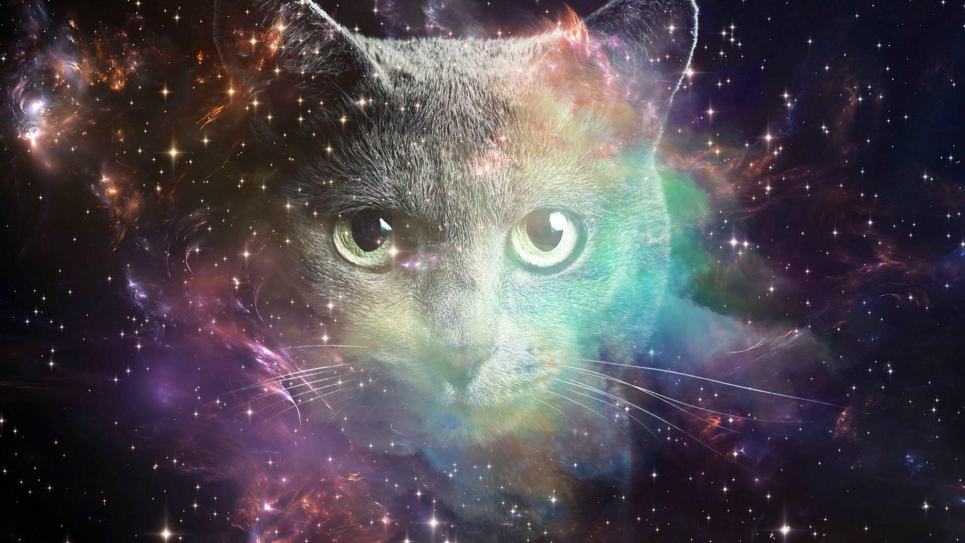 Space Galaxy Cat Wallpapers