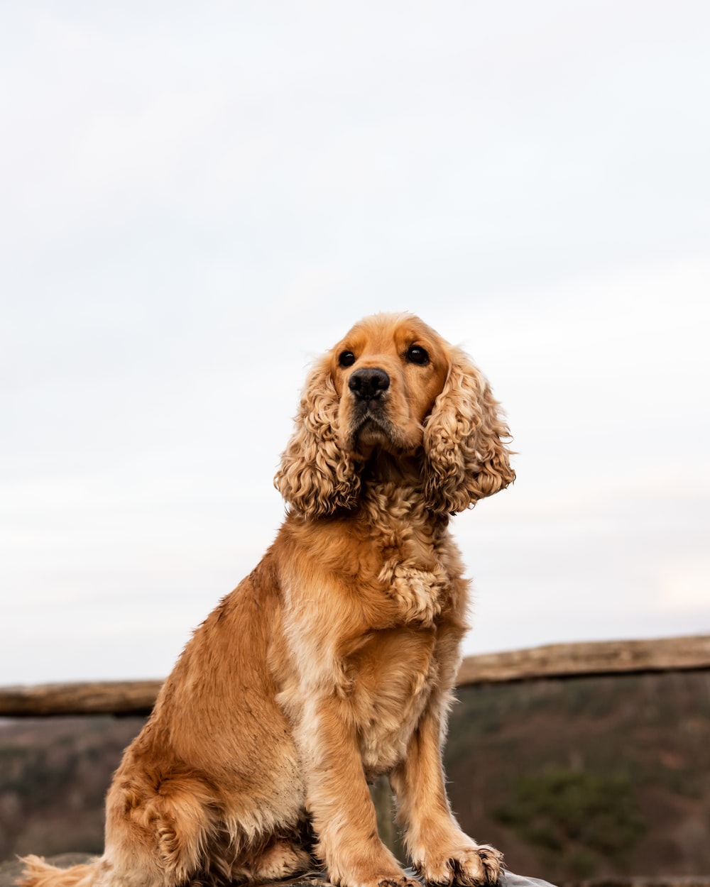 Spaniel Wallpapers