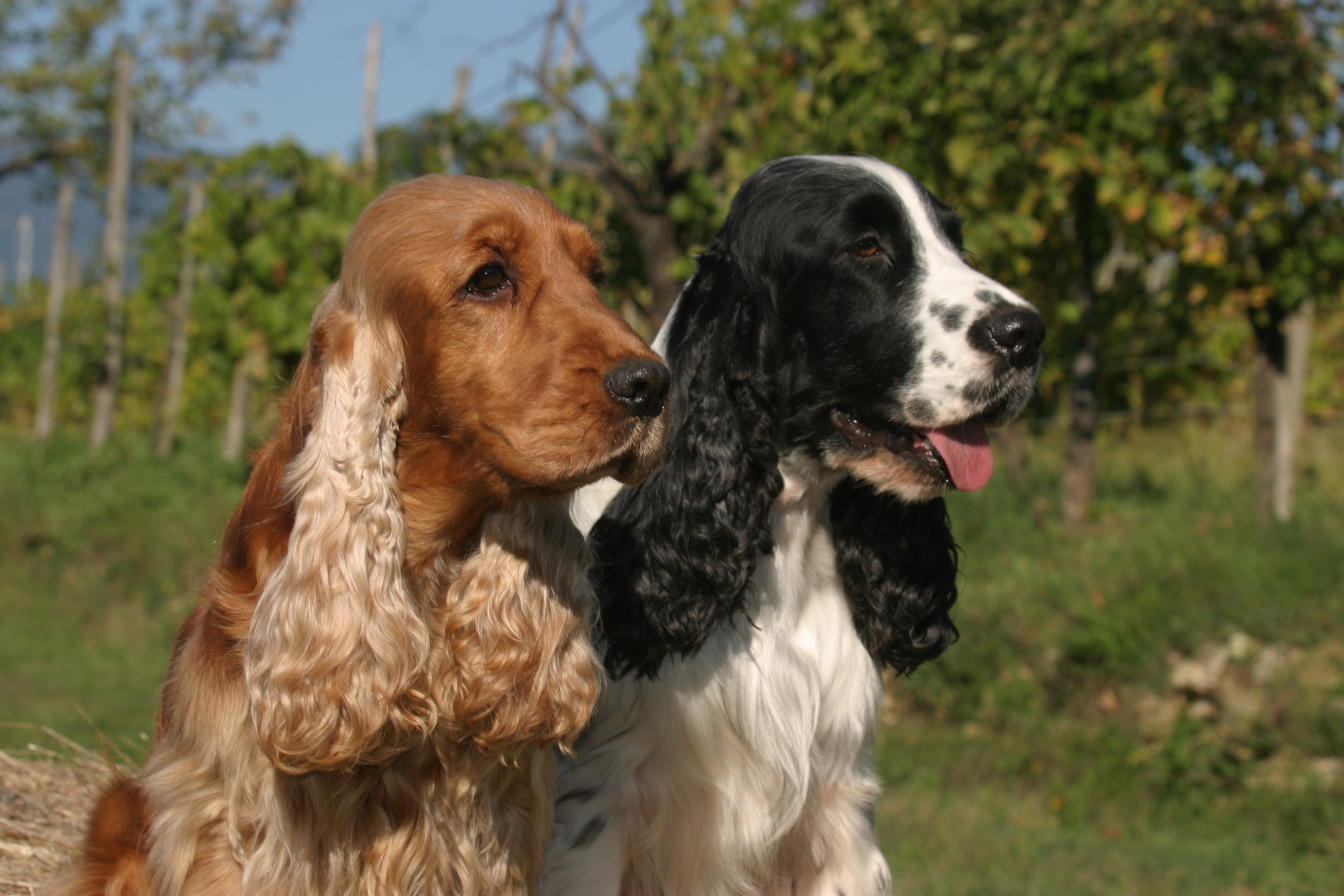 Spaniel Wallpapers